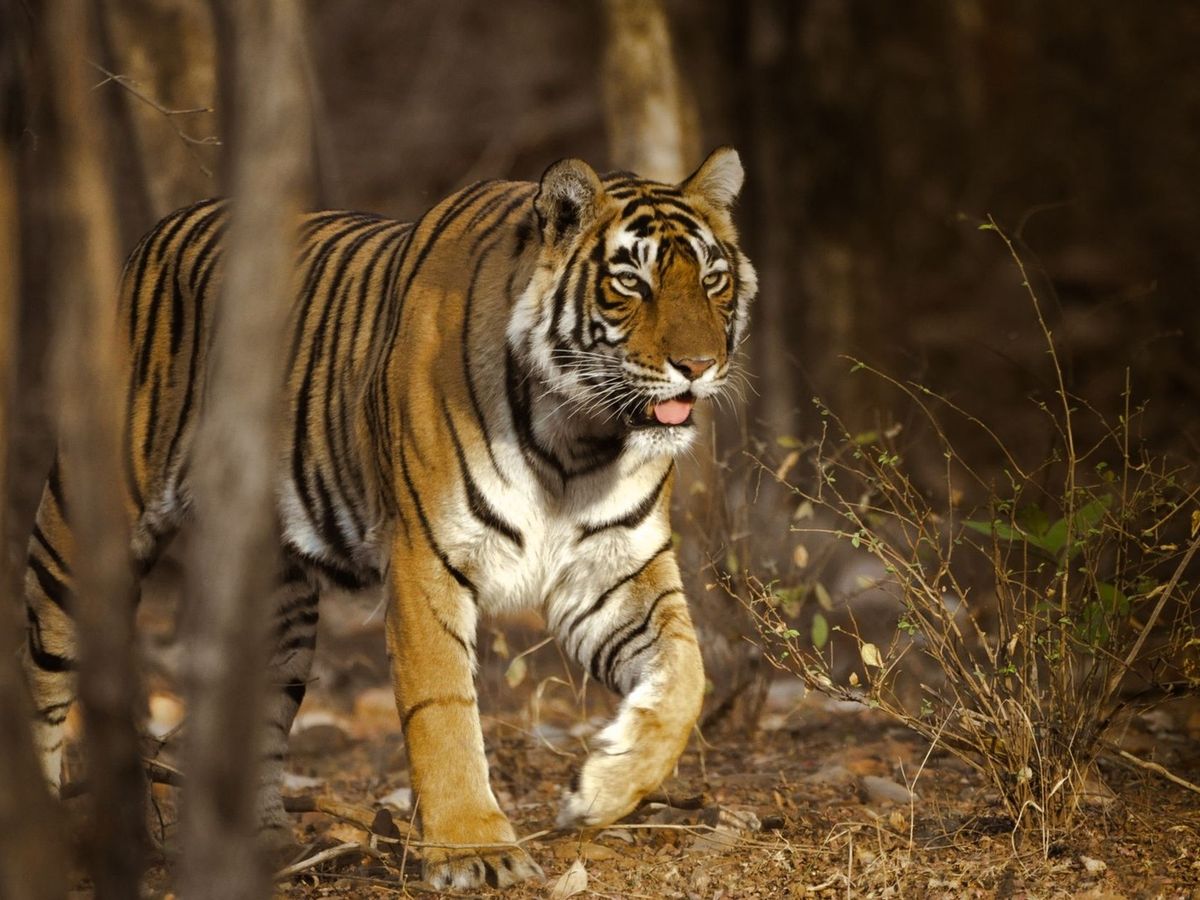 Wildlife travel