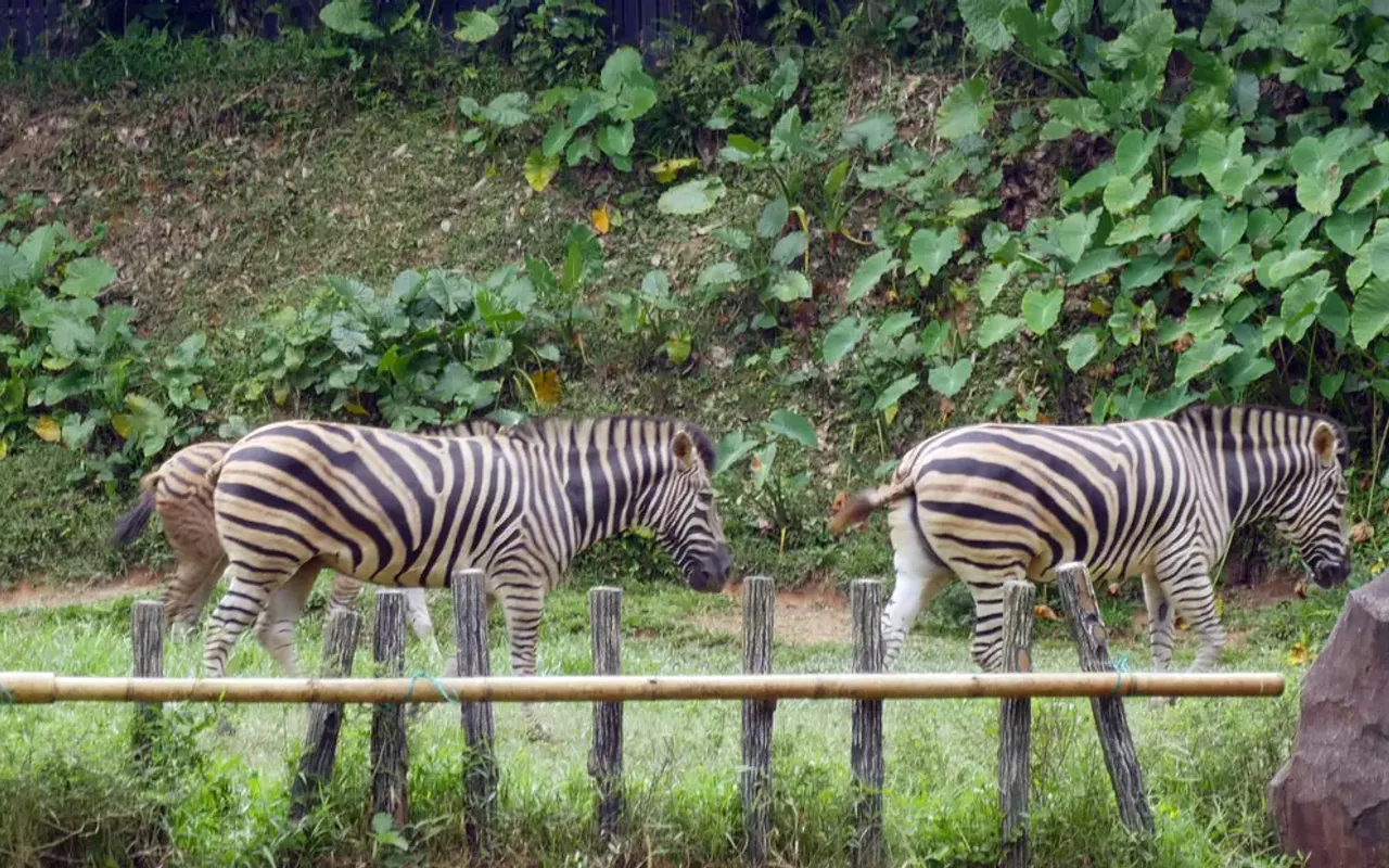 Zoo Negara Admission Ticket (National Zoo of Malaysia) — photo 4