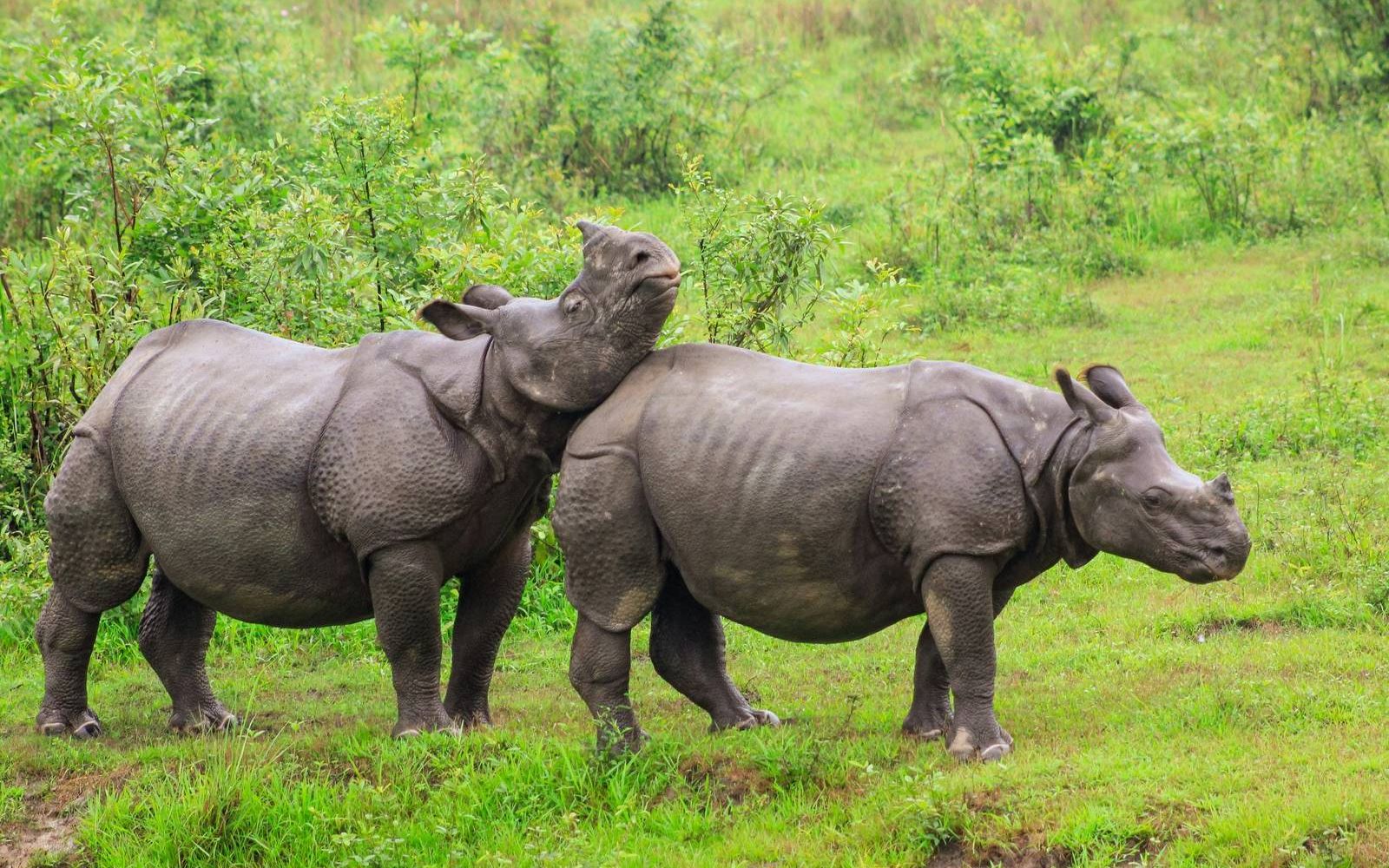 13 Days North East India Tour