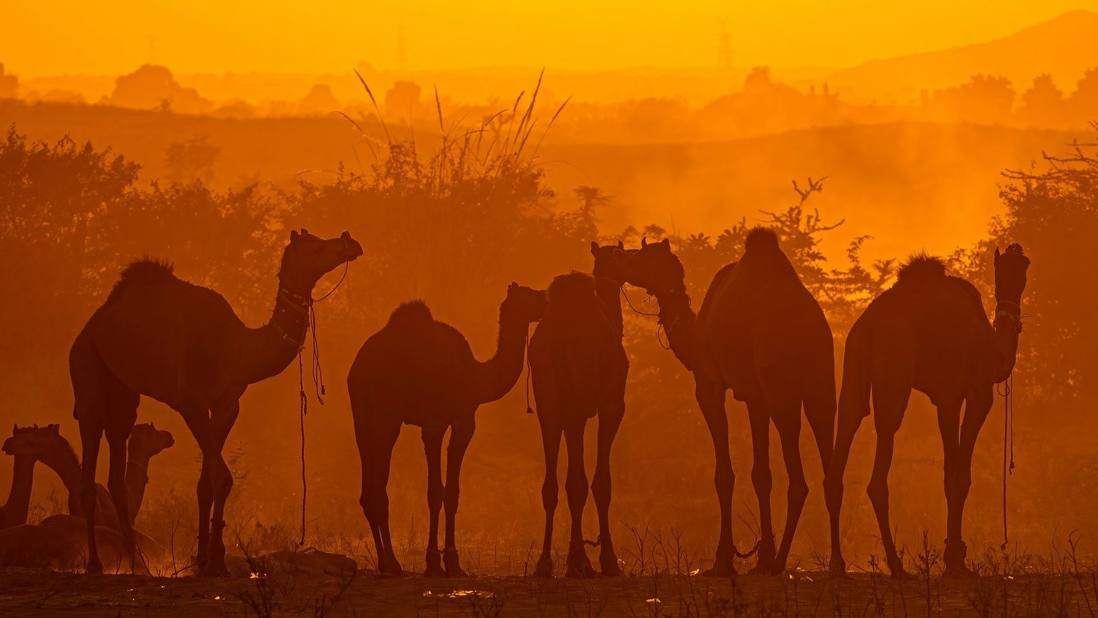 Pushkar Fair 2026: Experience Rajasthan's Most Colorful Cultural Festival