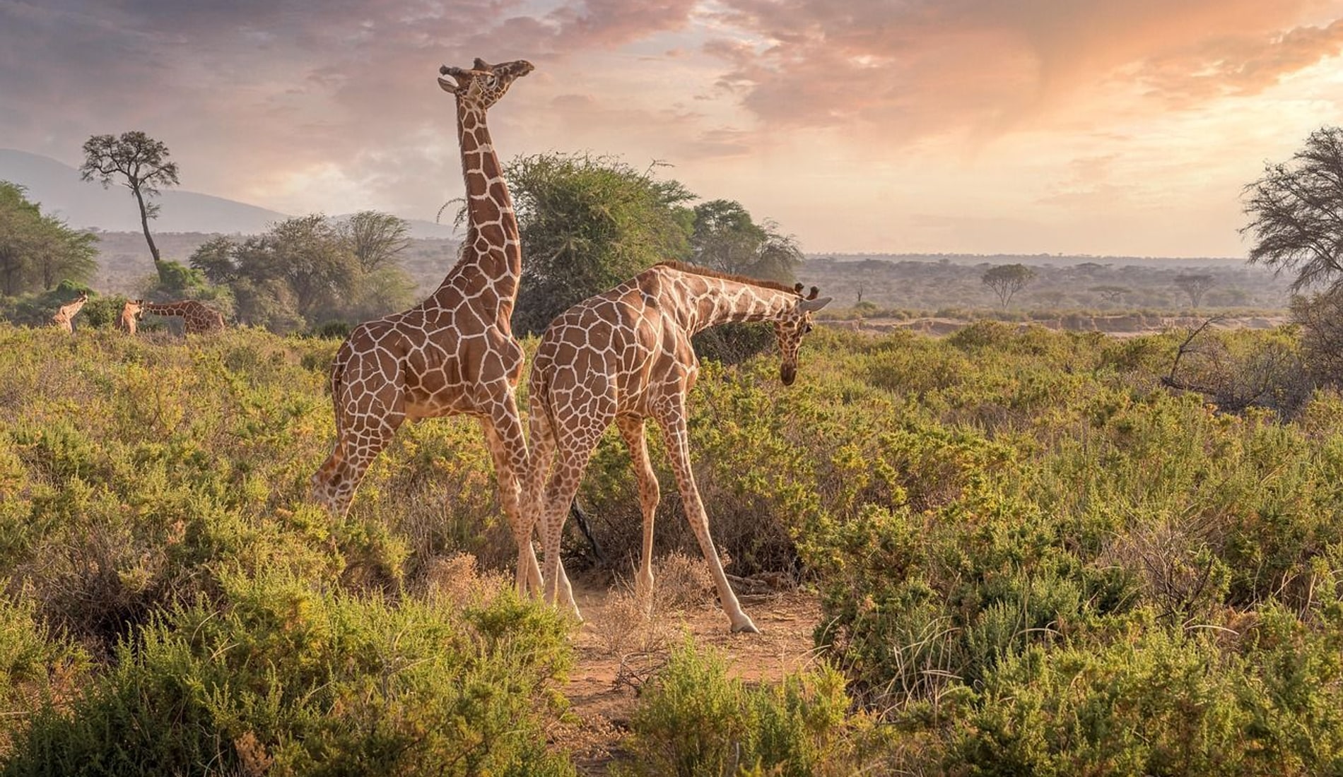 Kenya