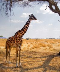 Tanzania