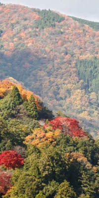 Kyoto Small-group Minivan Tour