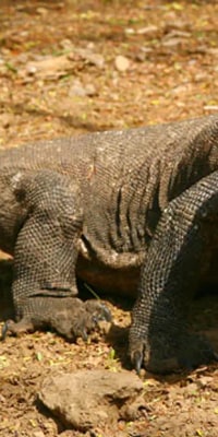 Bali Reptile Park Ticket