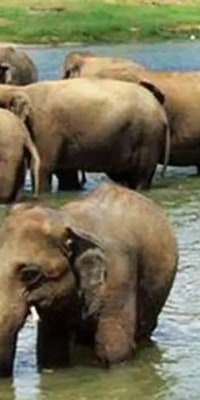 Tagesausflug zum Elefantenwaisenhaus Pinnawala ab Kandy