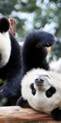 Chengdu Panda Base Private Day Tour and Sichuan Cooking Class