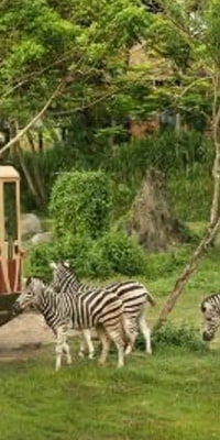 Bali Safari and Marine Park Tickets (Domestic Rate)