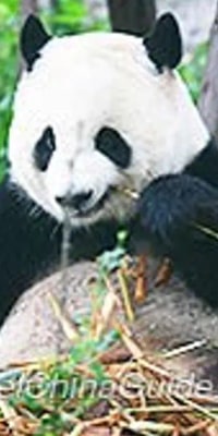 Chengdu Panda Base Private Half Day Tour