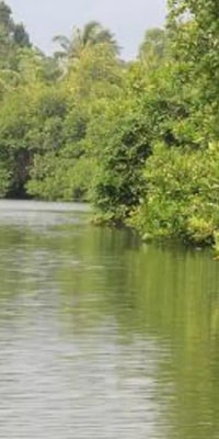 Balapitiya River Safari and Nature Tour from Galle