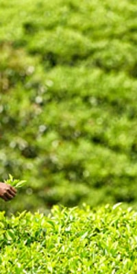 Nuwara Eliya Day Tour from Kandy