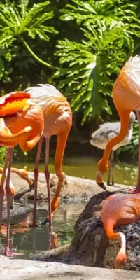 Barcelona Zoo Ticket