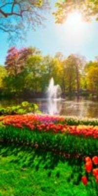 Private Day Trip to Keukenhof Gardens