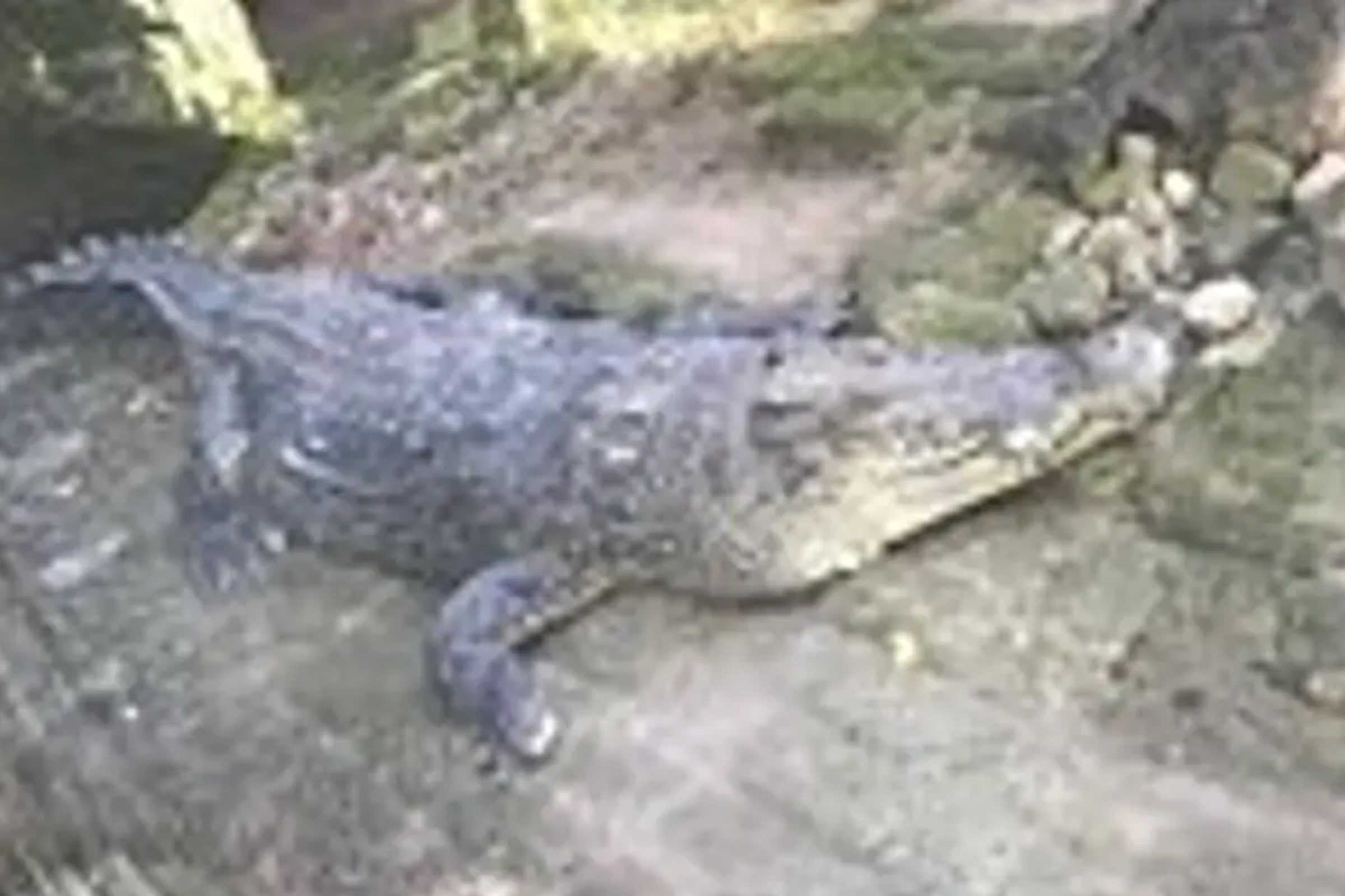Bali Reptile Park Ticket