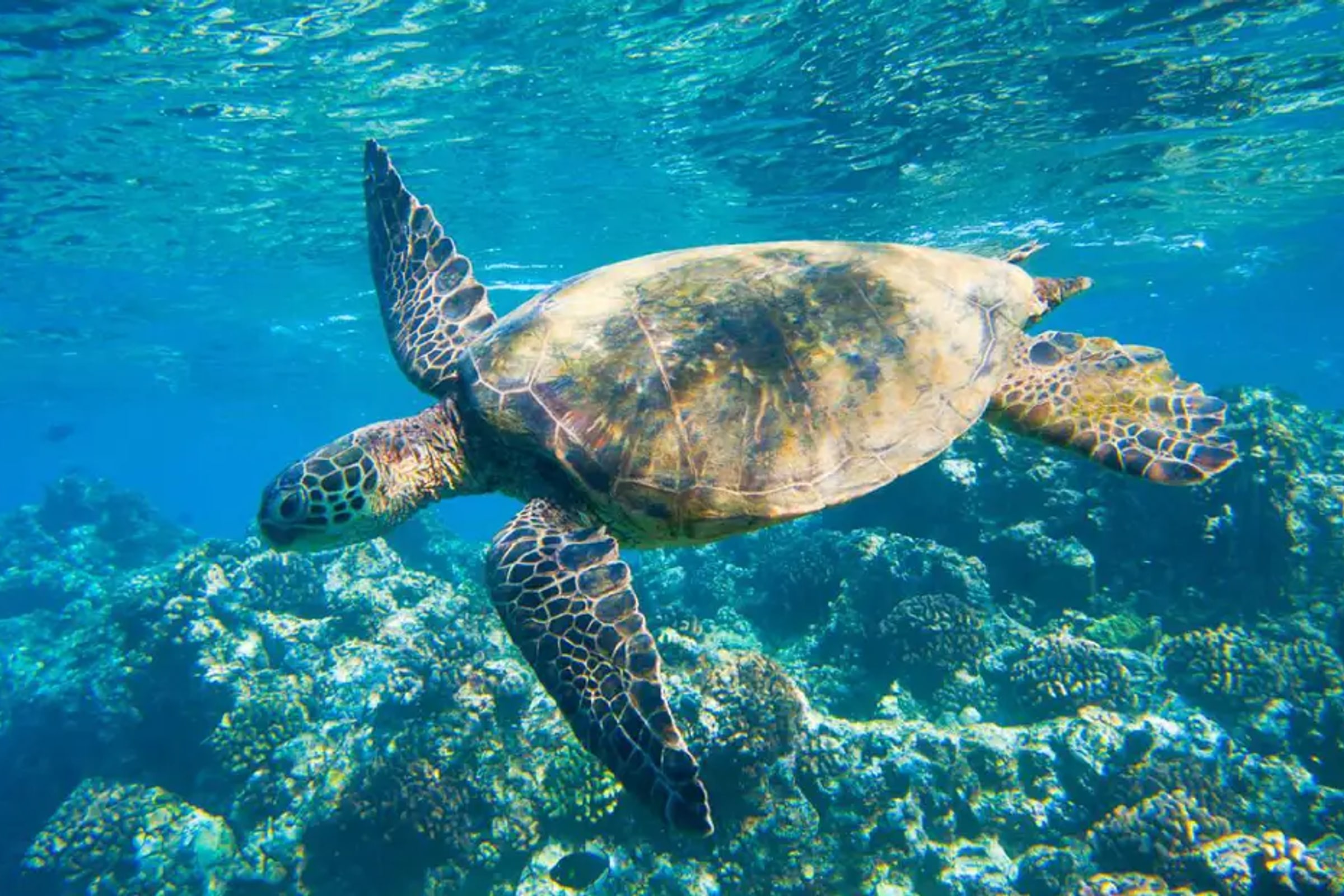 SEA LIFE Bangkok Ocean World Ticket