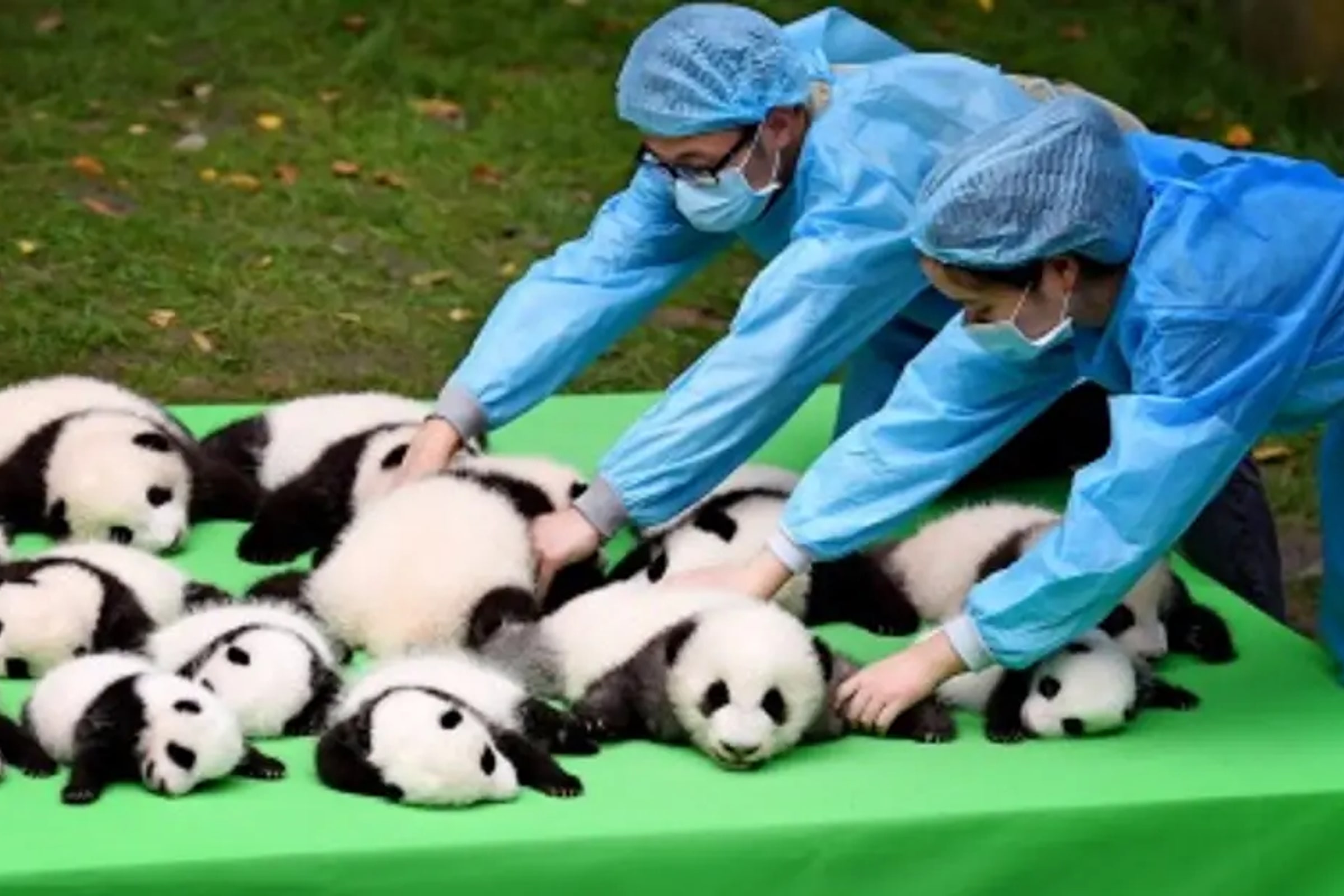 Huanglongxi Historic Town & Panda Research Center