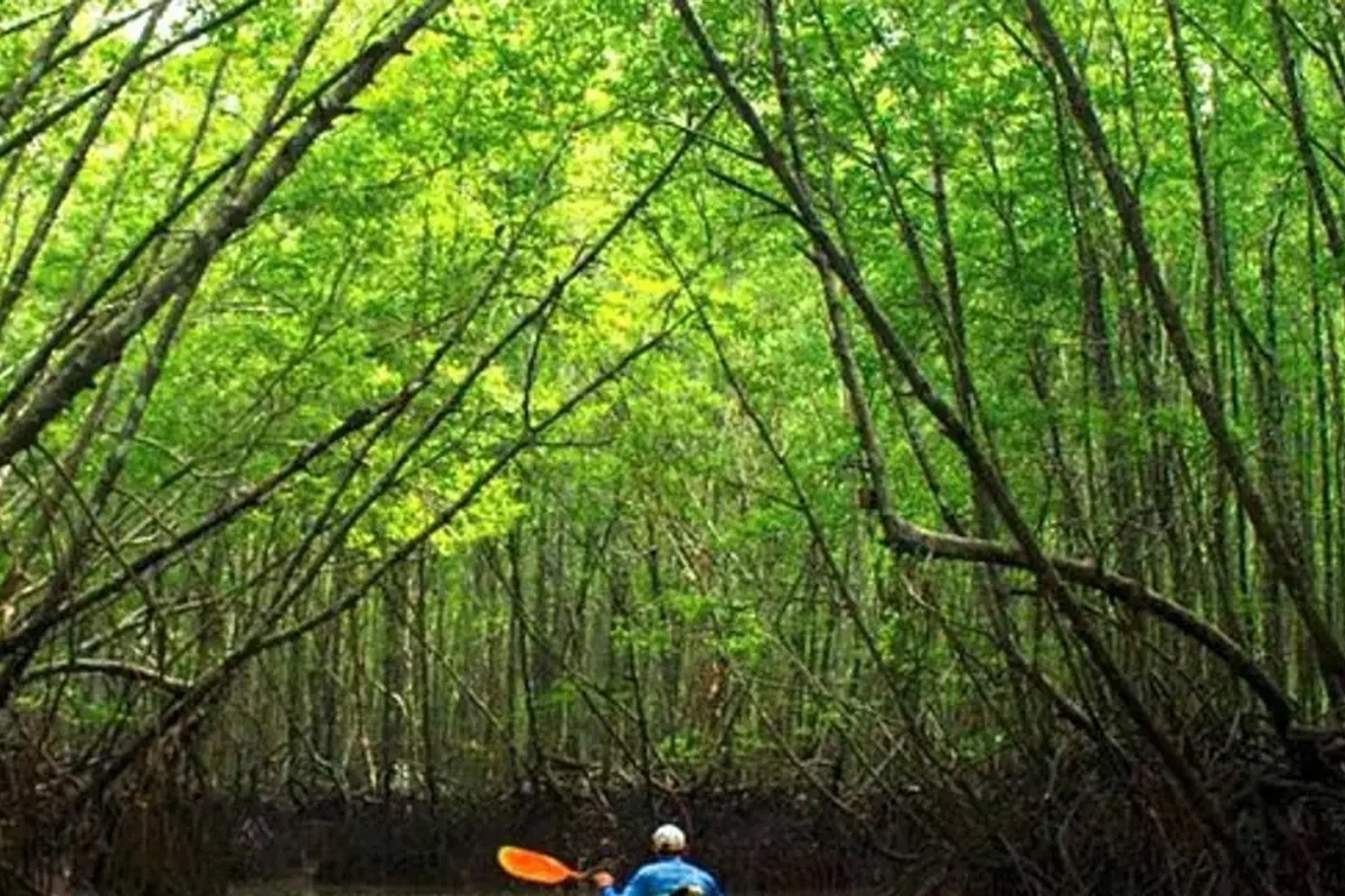 Krabi Mangrove Kayak Trip
