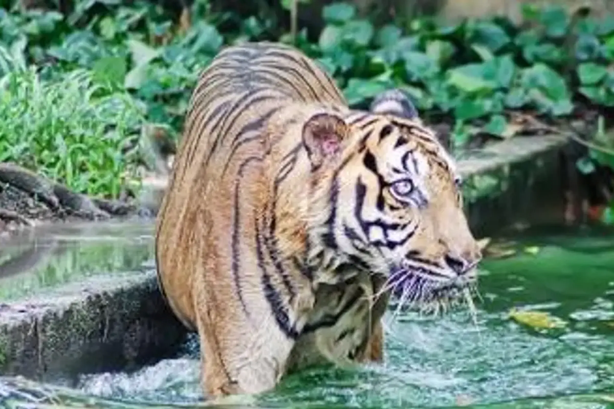 Zoo Negara Admission Ticket (National Zoo of Malaysia)