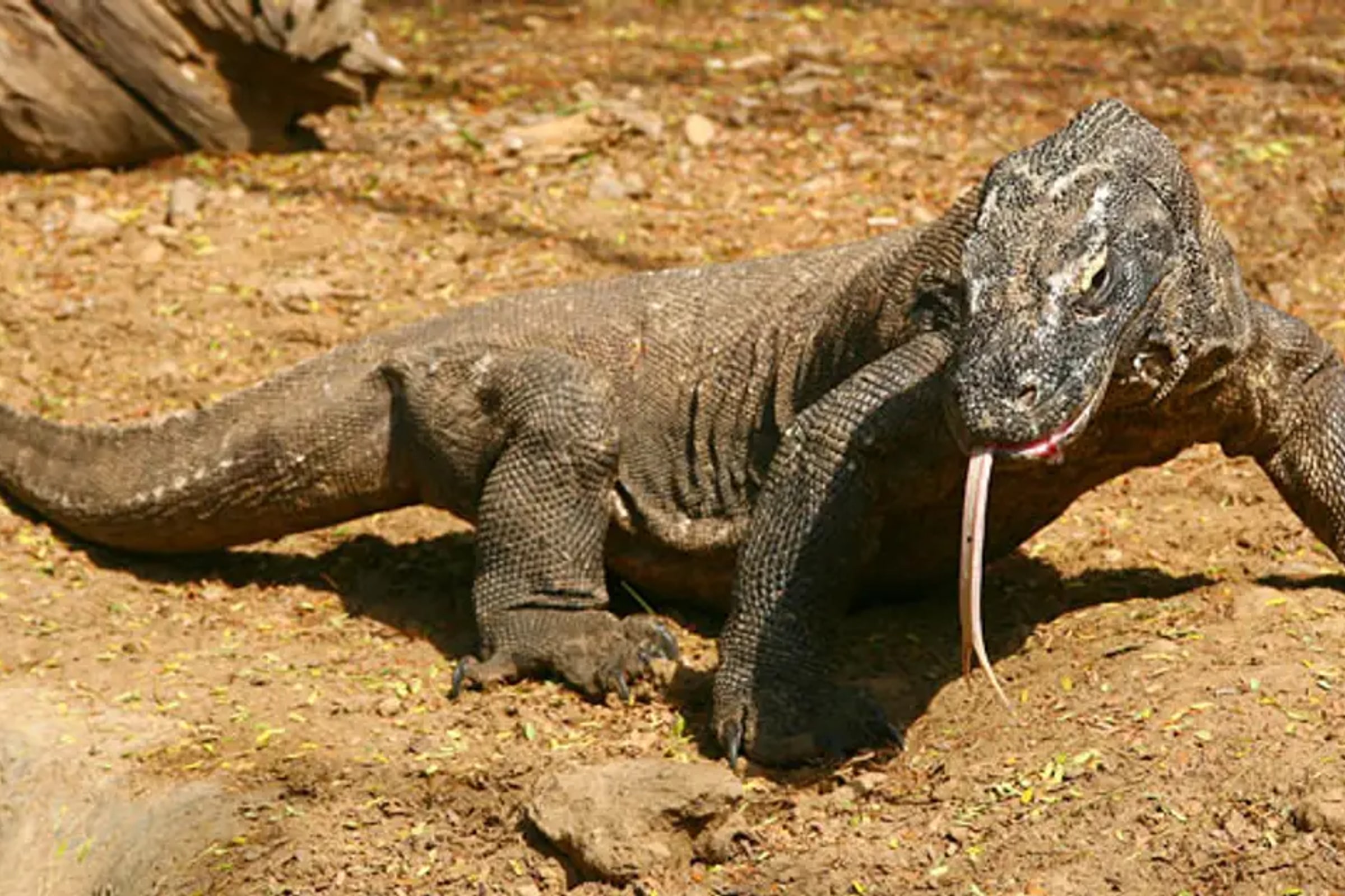 Bali Reptile Park Ticket