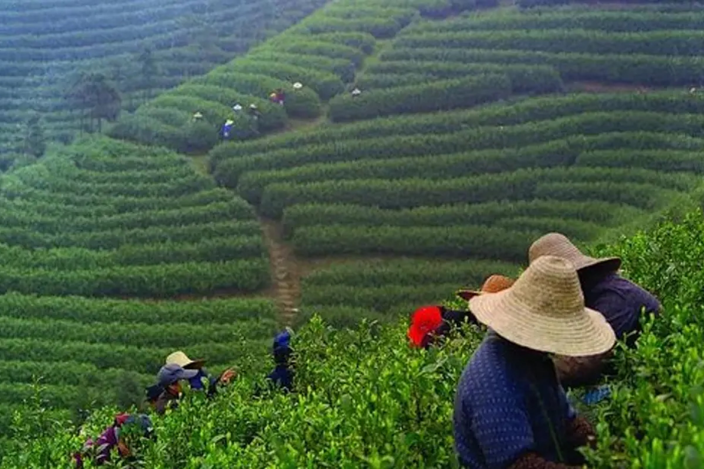 Giant Buddha and Tea Terrace Town Day Tour from Chengdu
