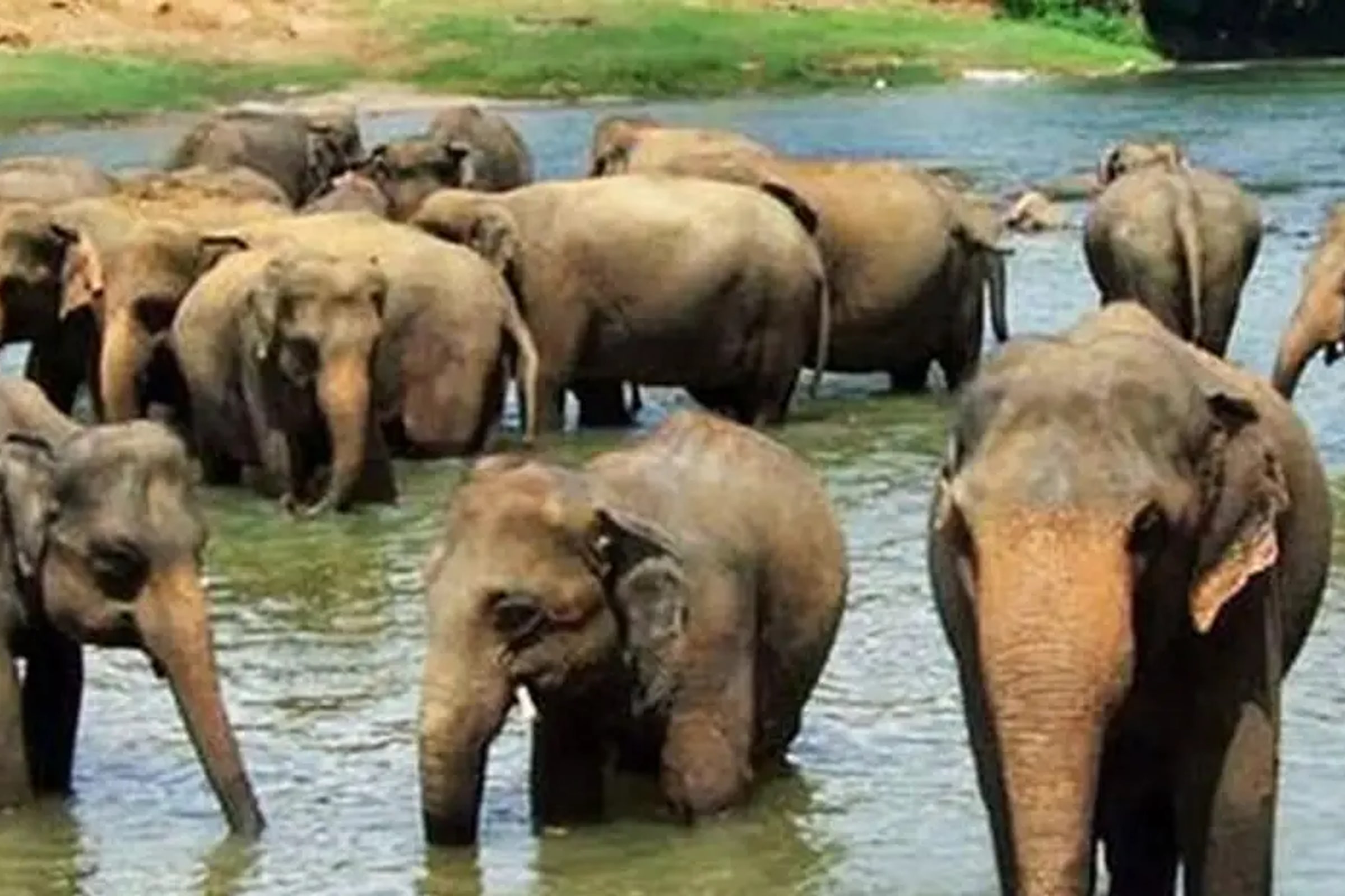 Pinnawala Elephant Orphanage Day Tour from Kandy