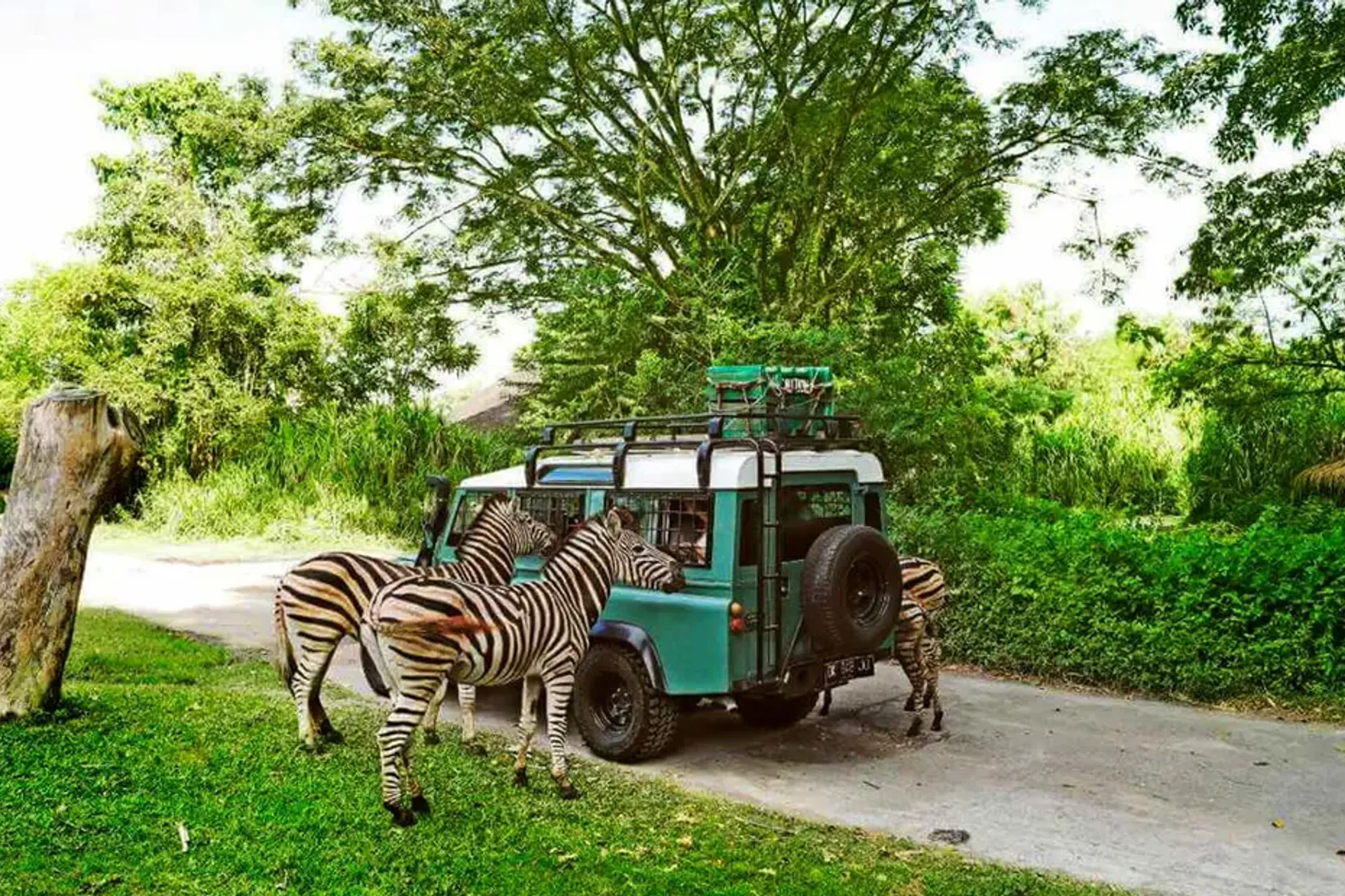 Bali Safari and Marine Park Tickets (Domestic Rate) — photo 2