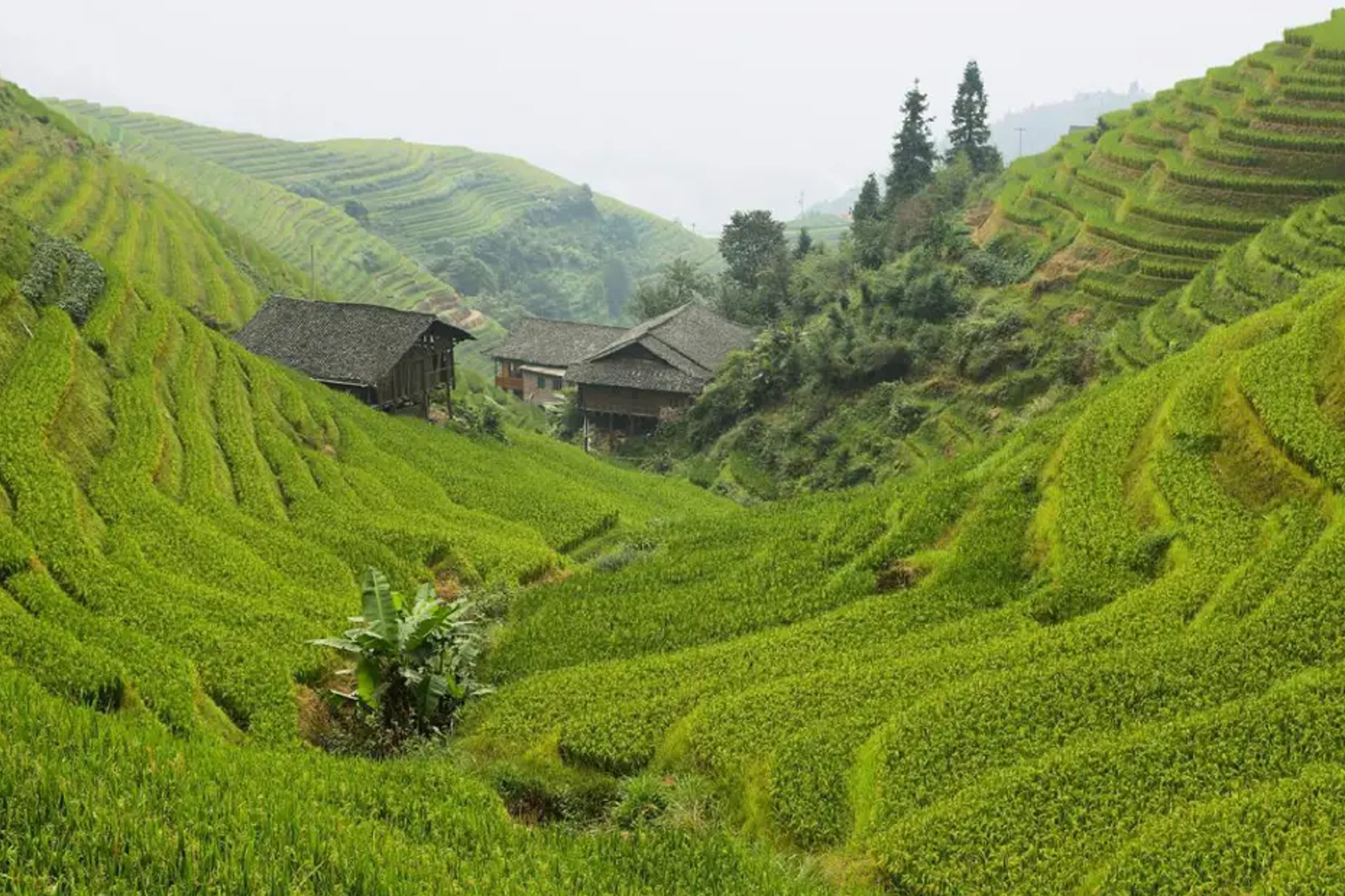 Longji Rice Terrace Fields & Minority Villages Private Day Tour