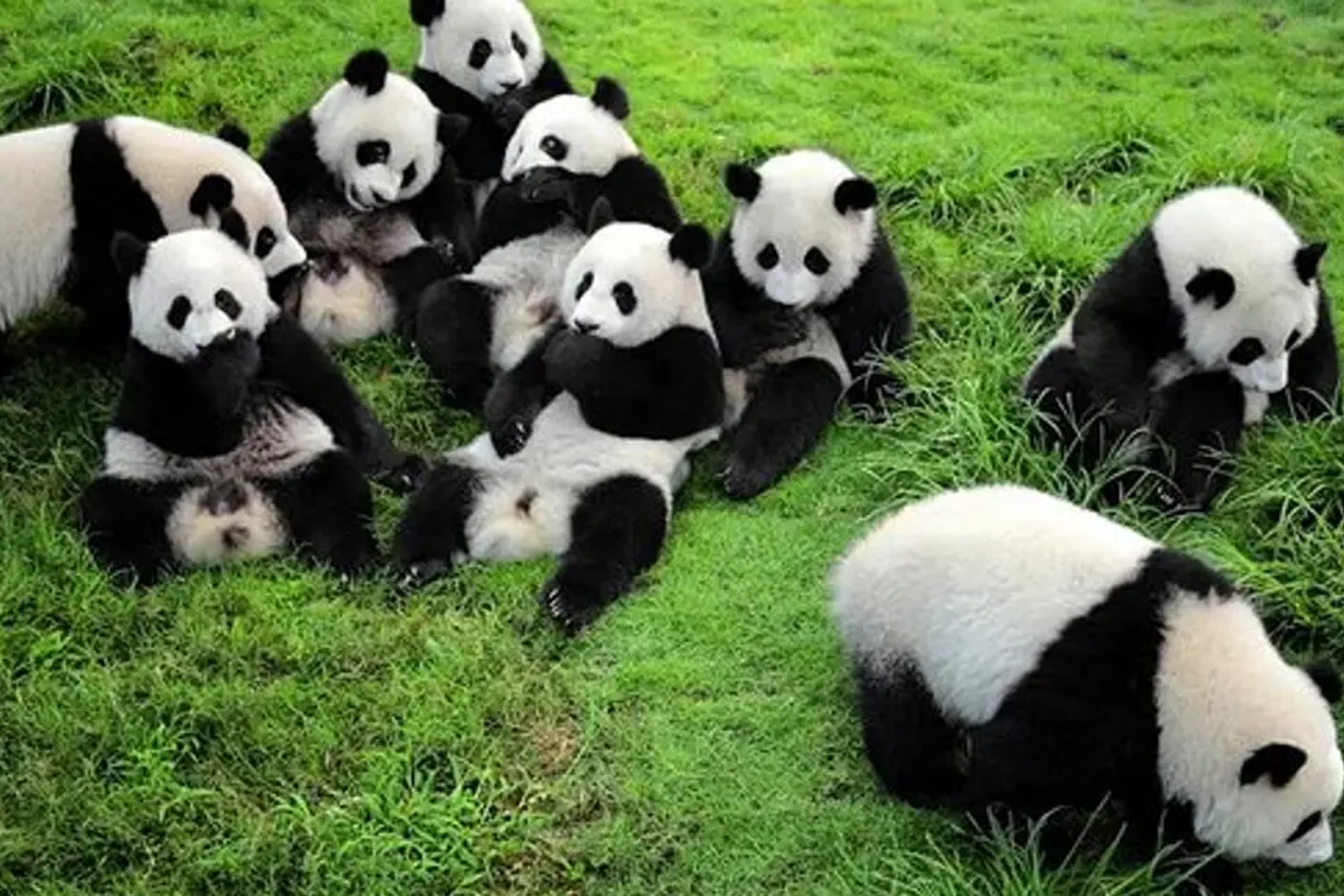 Chengdu Panda Base Private Half Day Tour