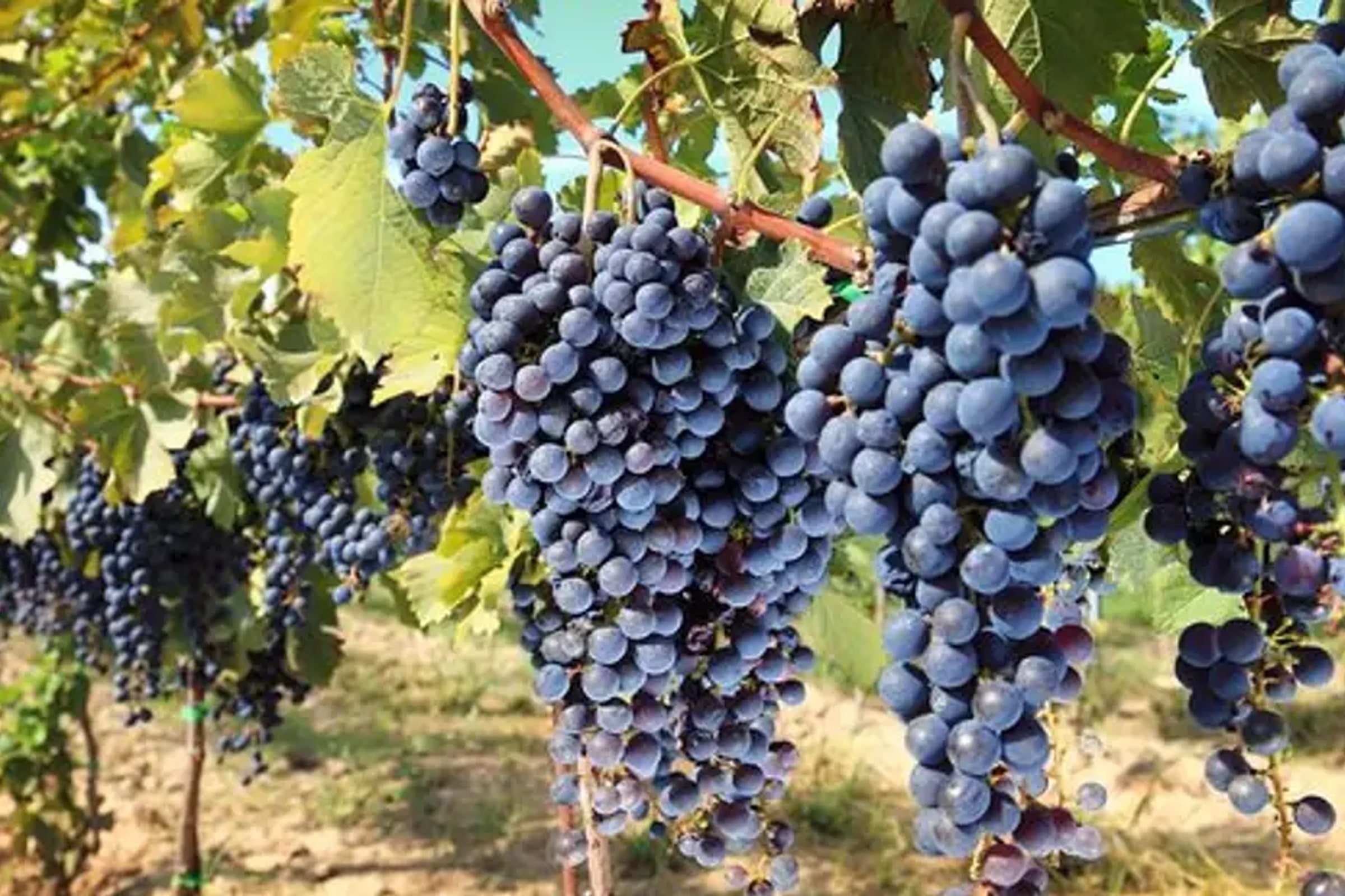 Chianti Half-day Wine Tour in the Tuscan's Hills from Pisa
