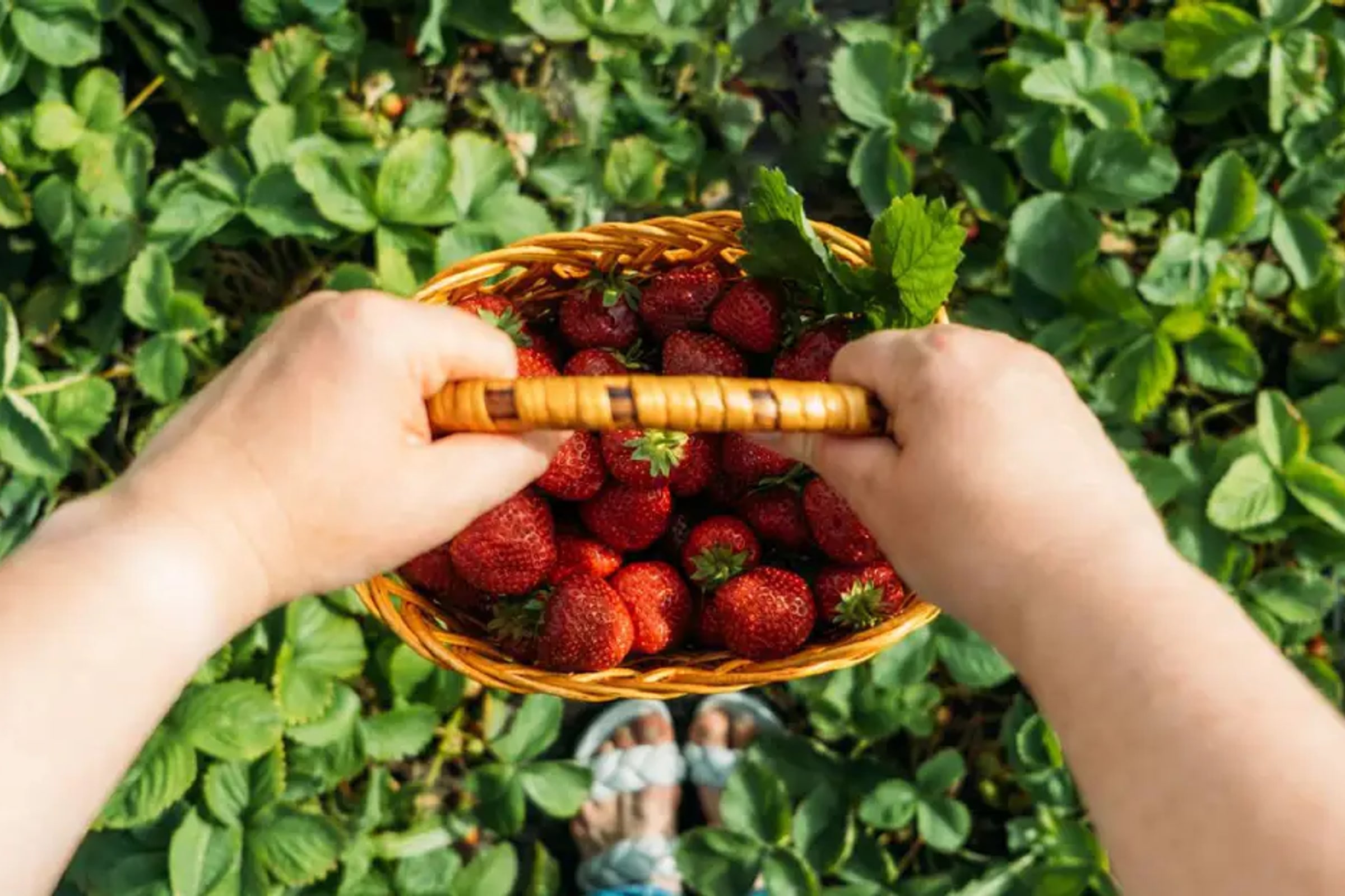 Kawazu-zakura Joren Falls & Nanohana Tour from Tokyo with All-You-Can-Eat Strawberry Picking