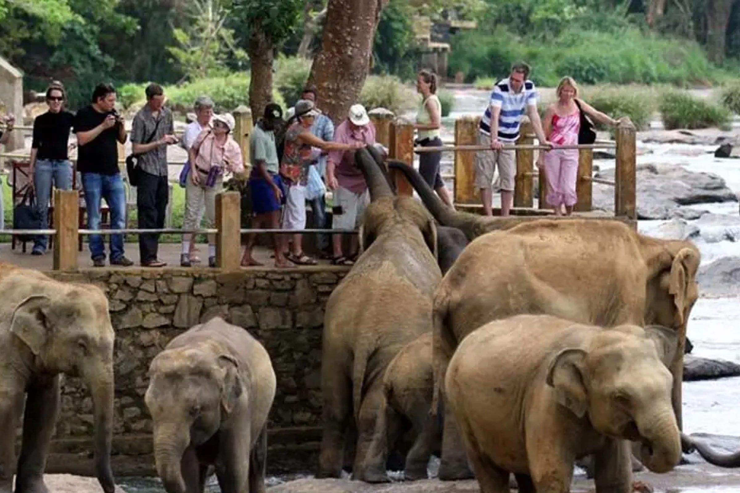 Pinnawala Elephant Orphanage Day Tour from Kandy