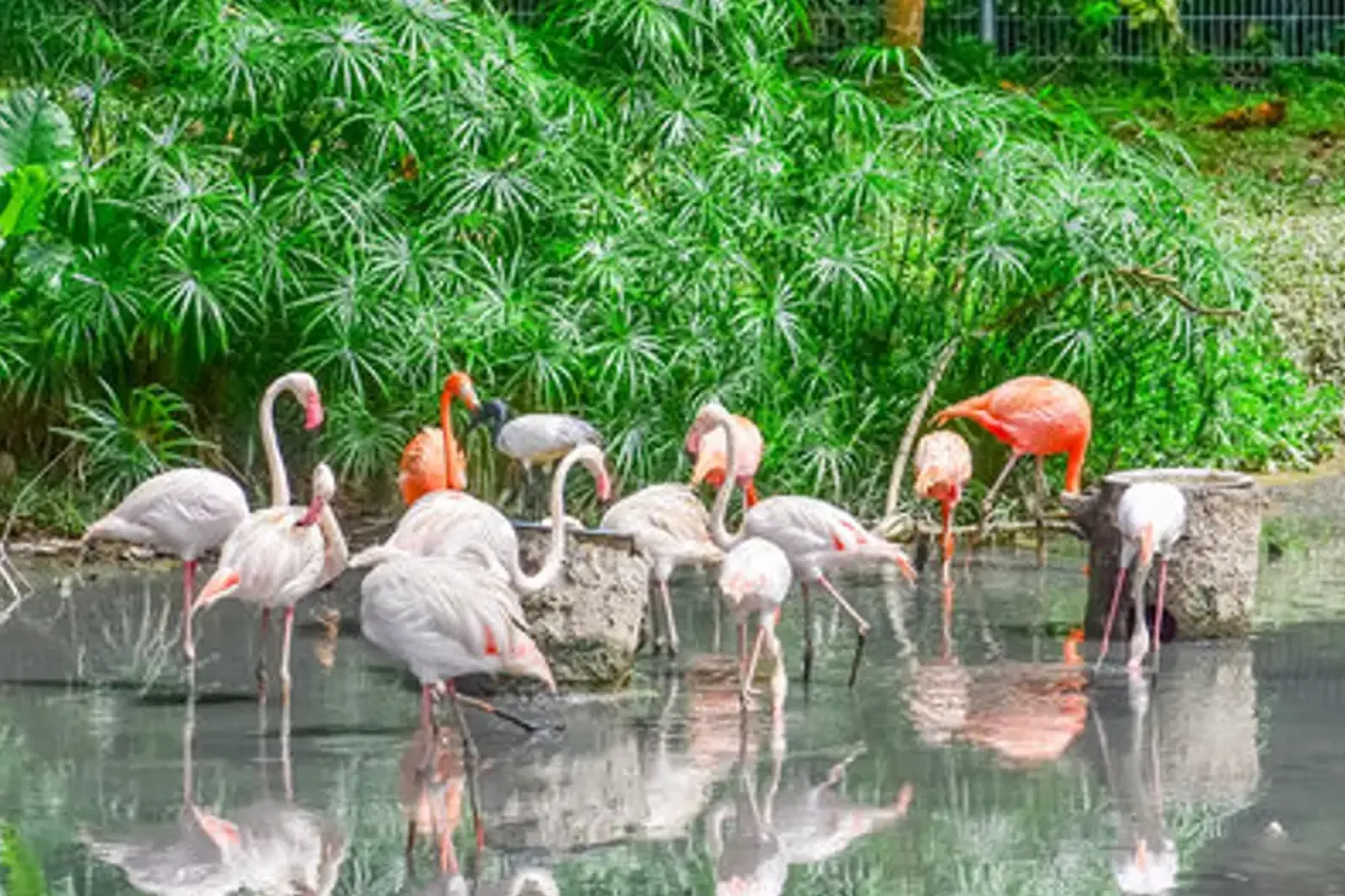 Zoo Negara Admission Ticket (National Zoo of Malaysia) — photo 3