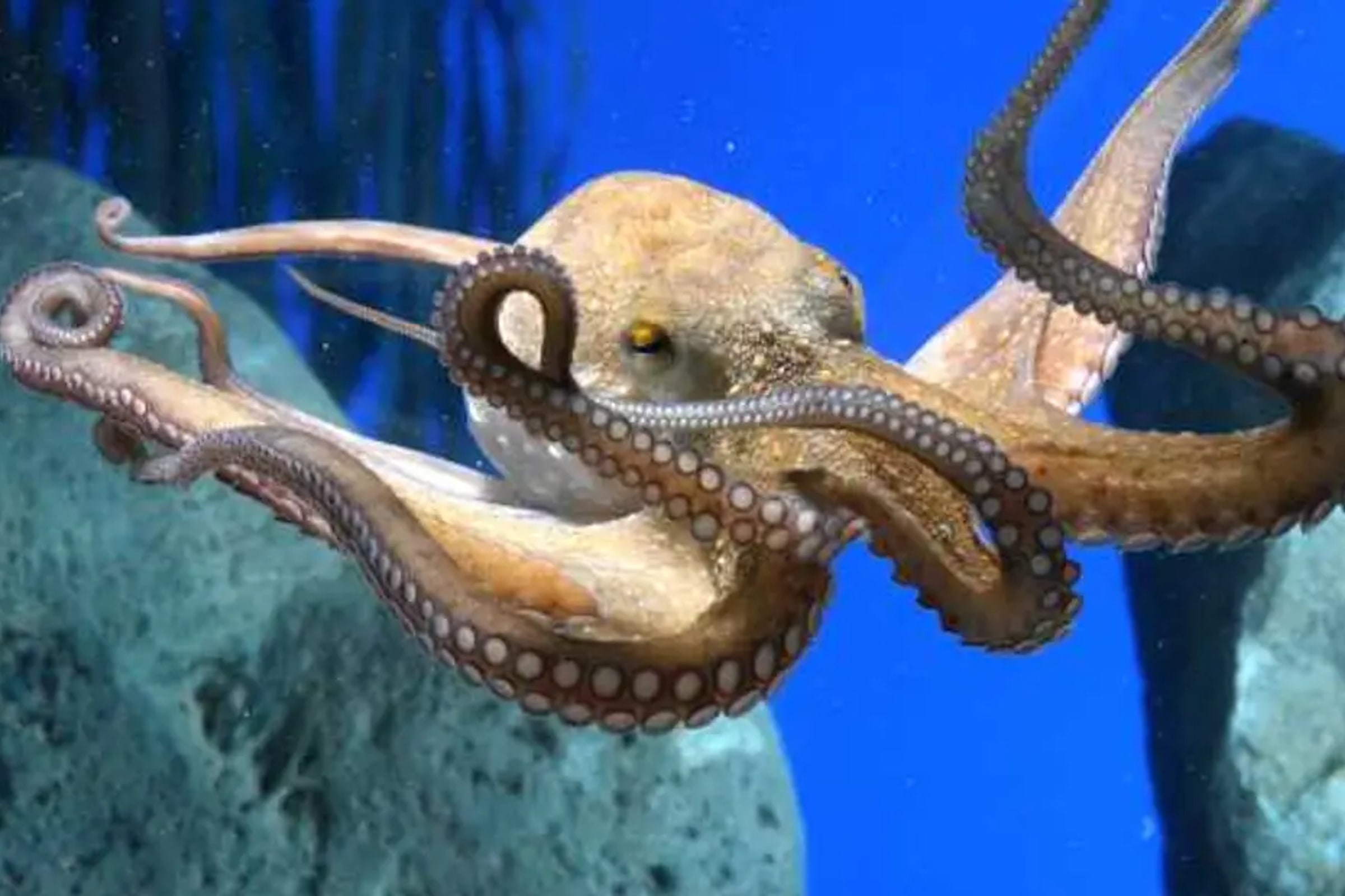 Aquarium Barcelona Ticket