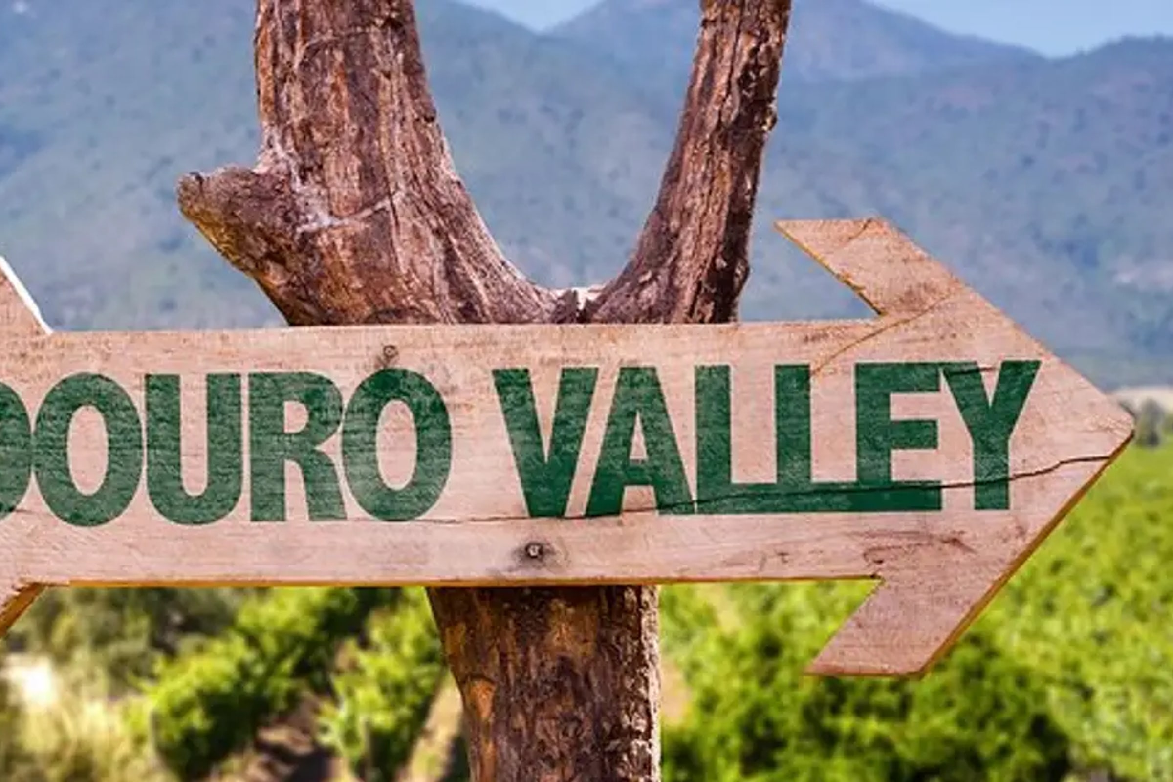 Douro Valley Tour: Wine Tasting, River Cruise and Lunch From Porto