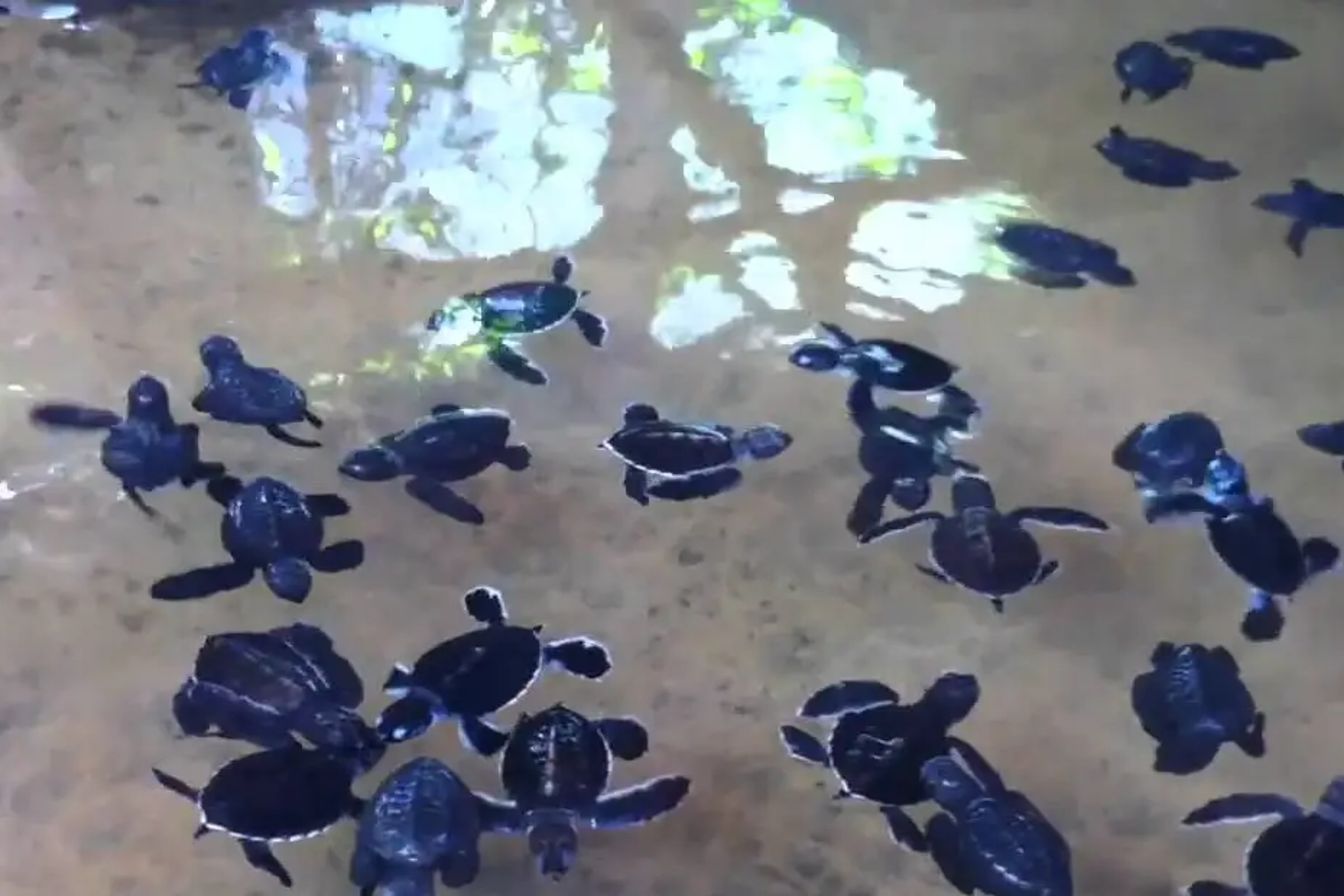 Balapitiya River Safari and Nature Tour from Galle