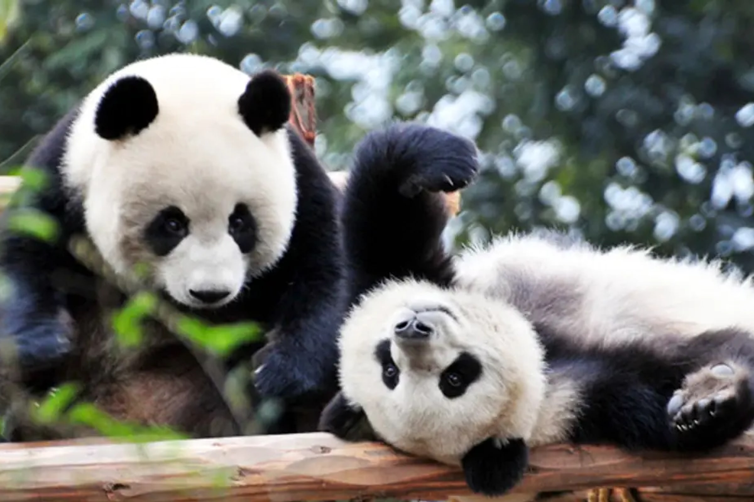 Chengdu Panda Base Private Day Tour and Sichuan Cooking Class