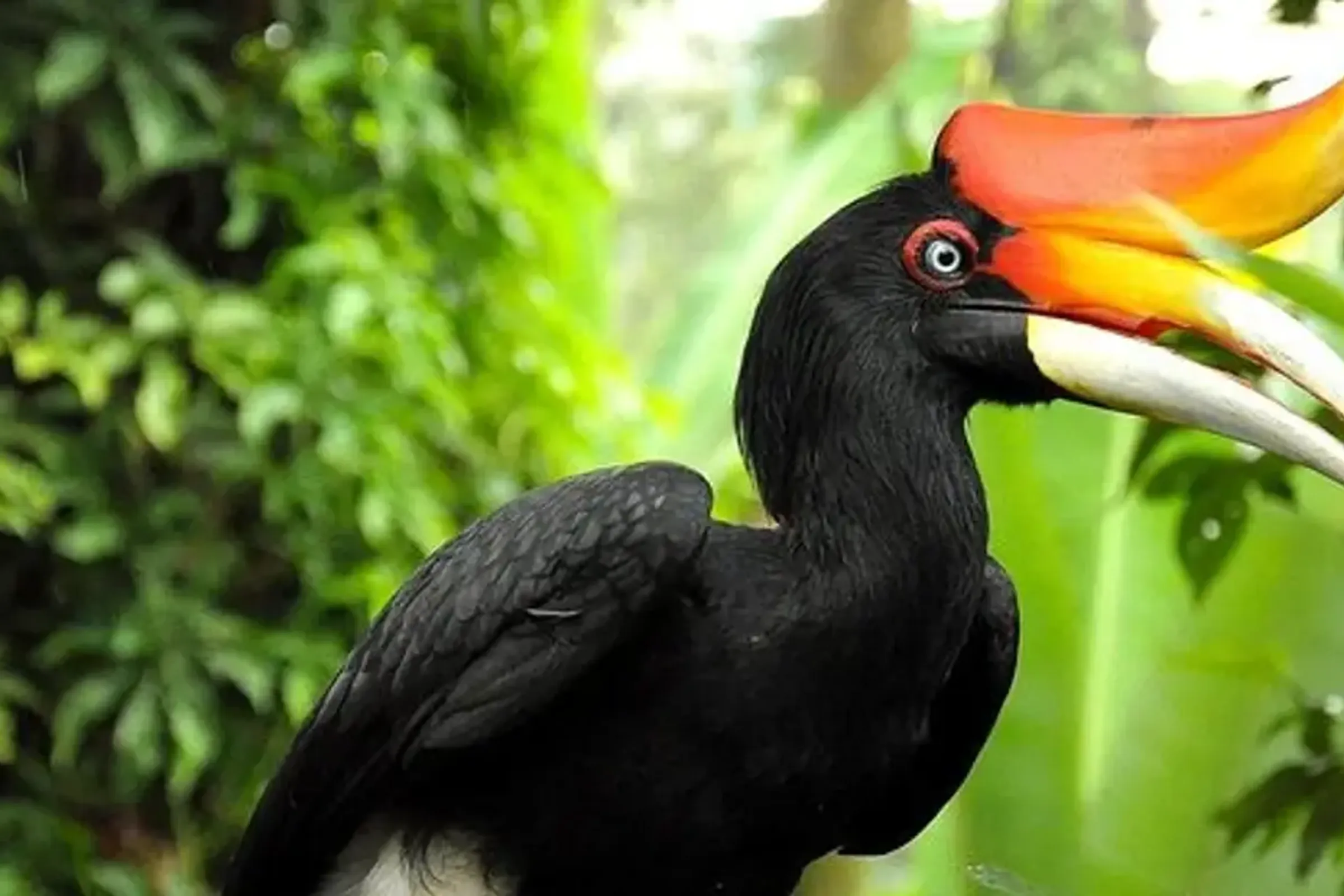 Phuket Bird Park Ticket — photo 2