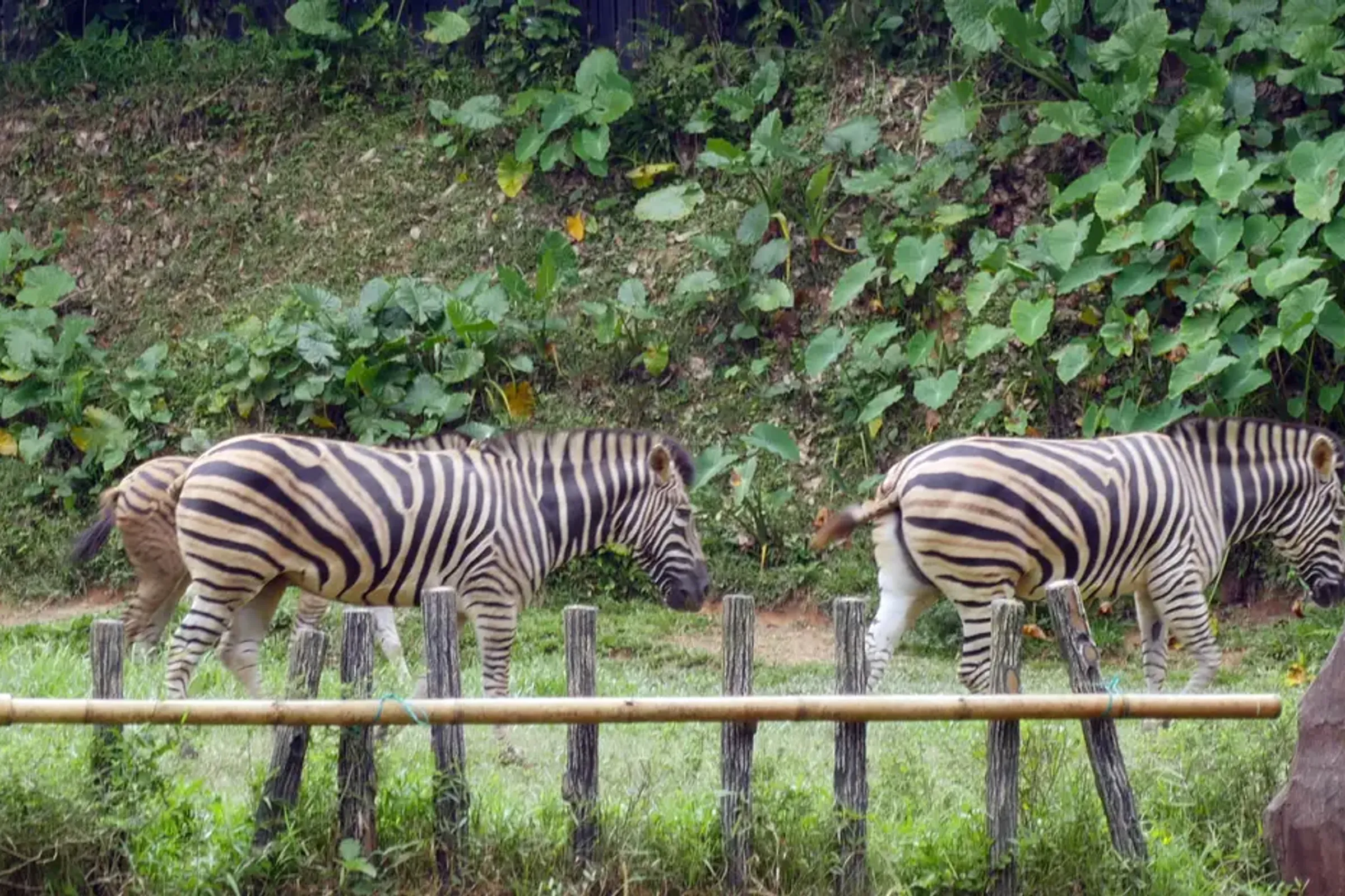 Zoo Negara Admission Ticket (National Zoo of Malaysia) — photo 4