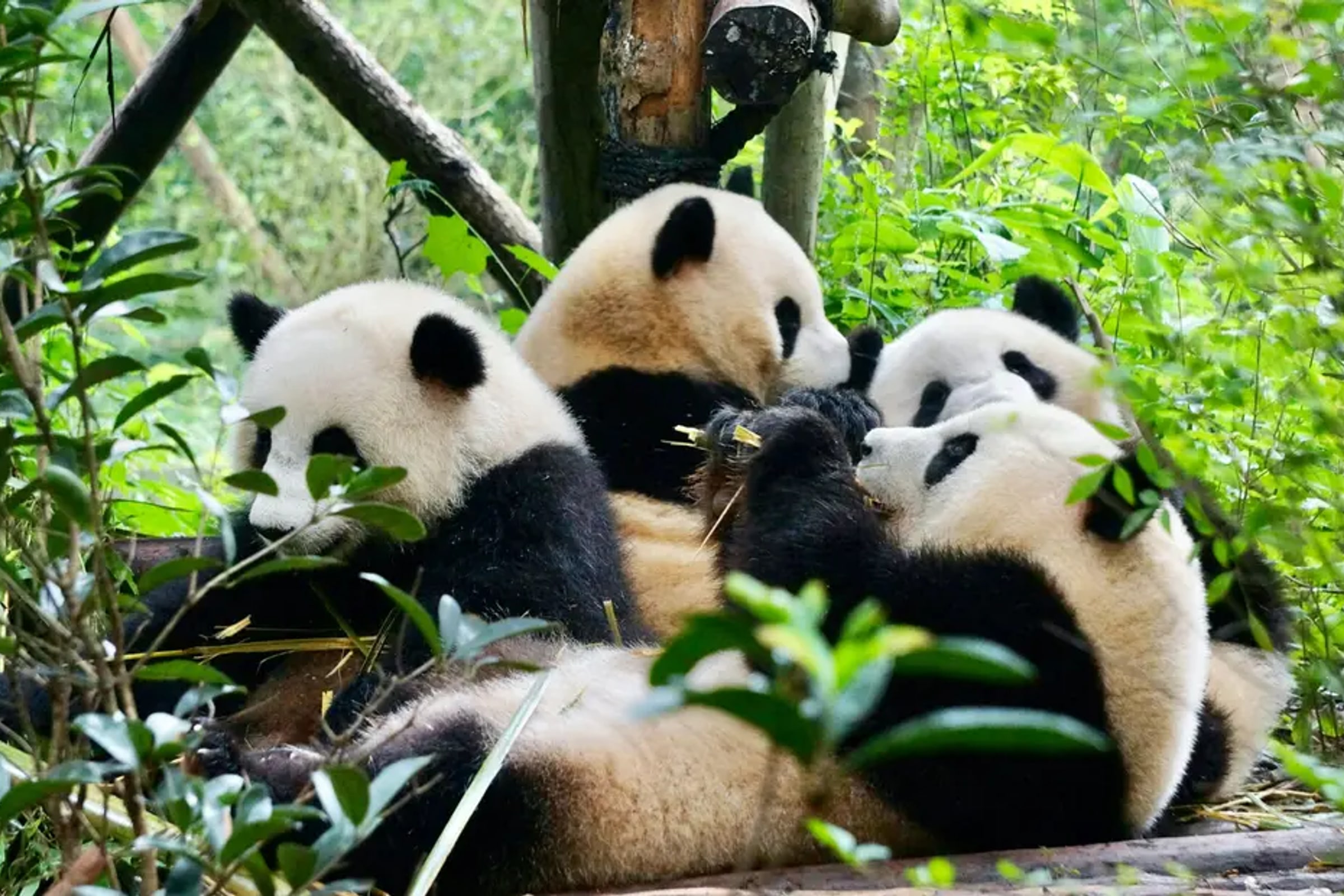 Chengdu Panda Breeding Center and Historic Private Day Tour (Dufu's Thatched Cottage, Wuhou Temple)