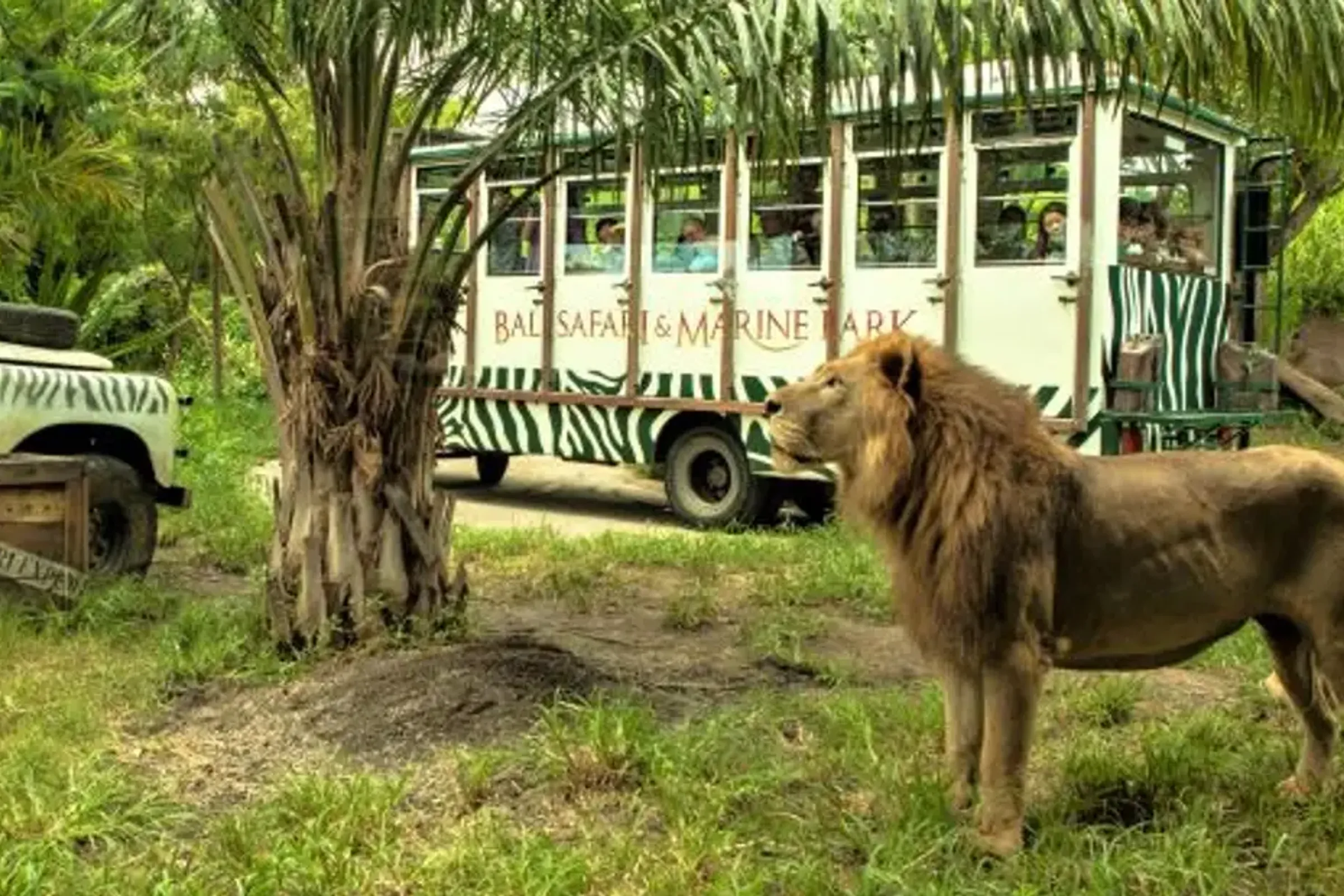 Bali Safari and Marine Park Tickets (Domestic Rate) — photo 4