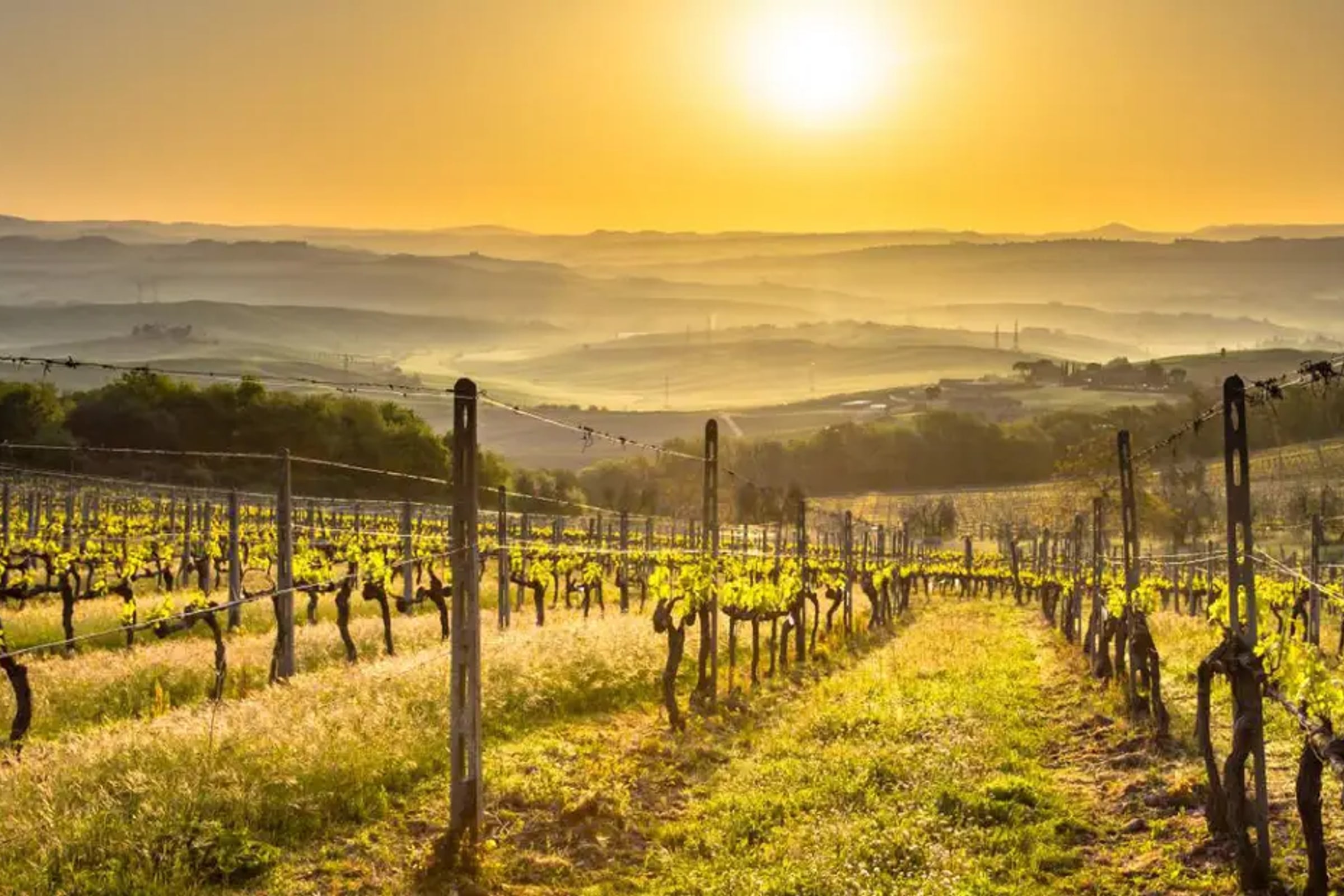 Chianti Half-day Wine Tour in the Tuscan's Hills from Pisa
