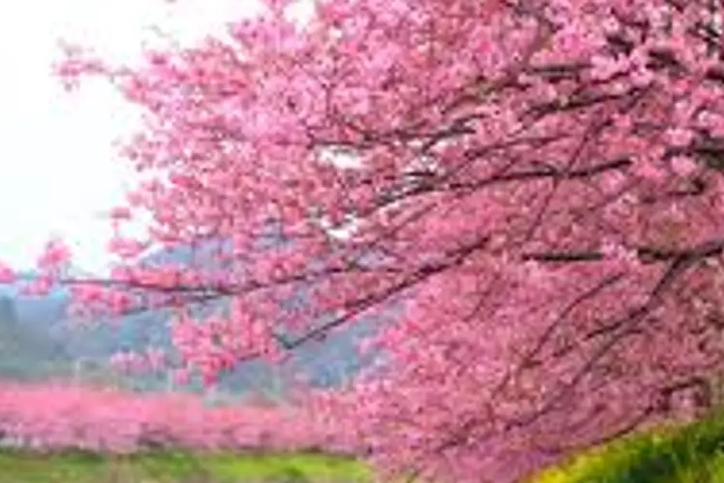 Kawazu-zakura Joren Falls & Nanohana Tour from Tokyo with All-You-Can-Eat Strawberry Picking