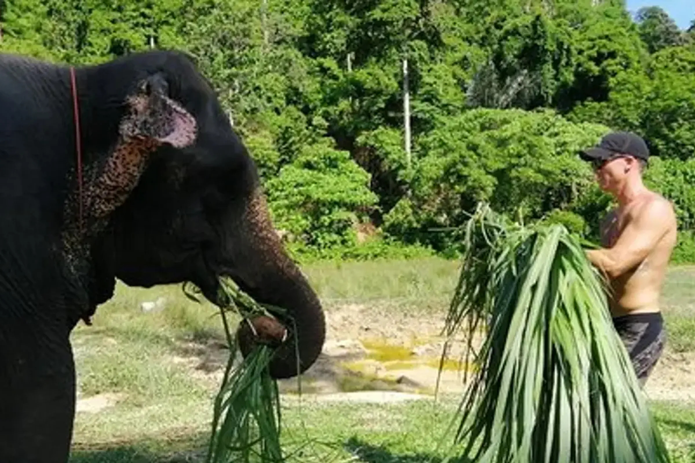 Aonang Elephant Sanctuary Experience