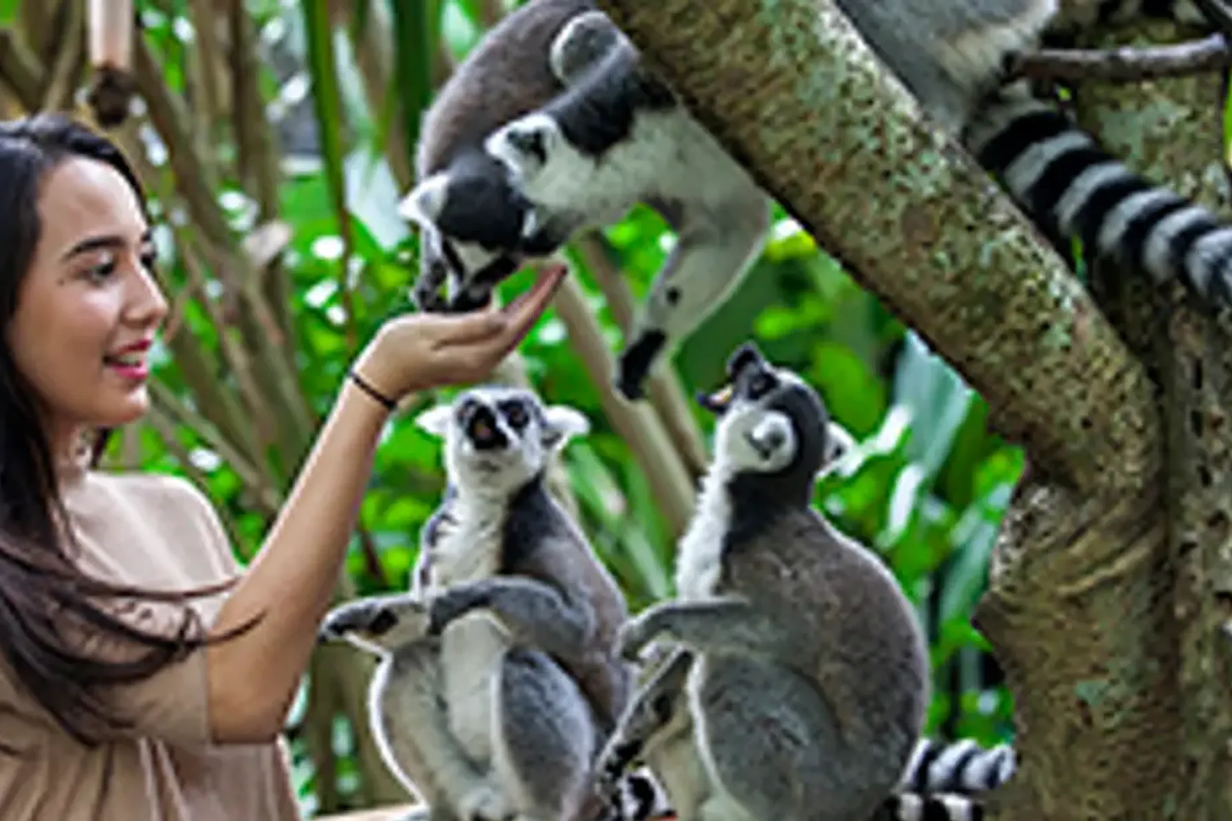 Bali Zoo Ticket