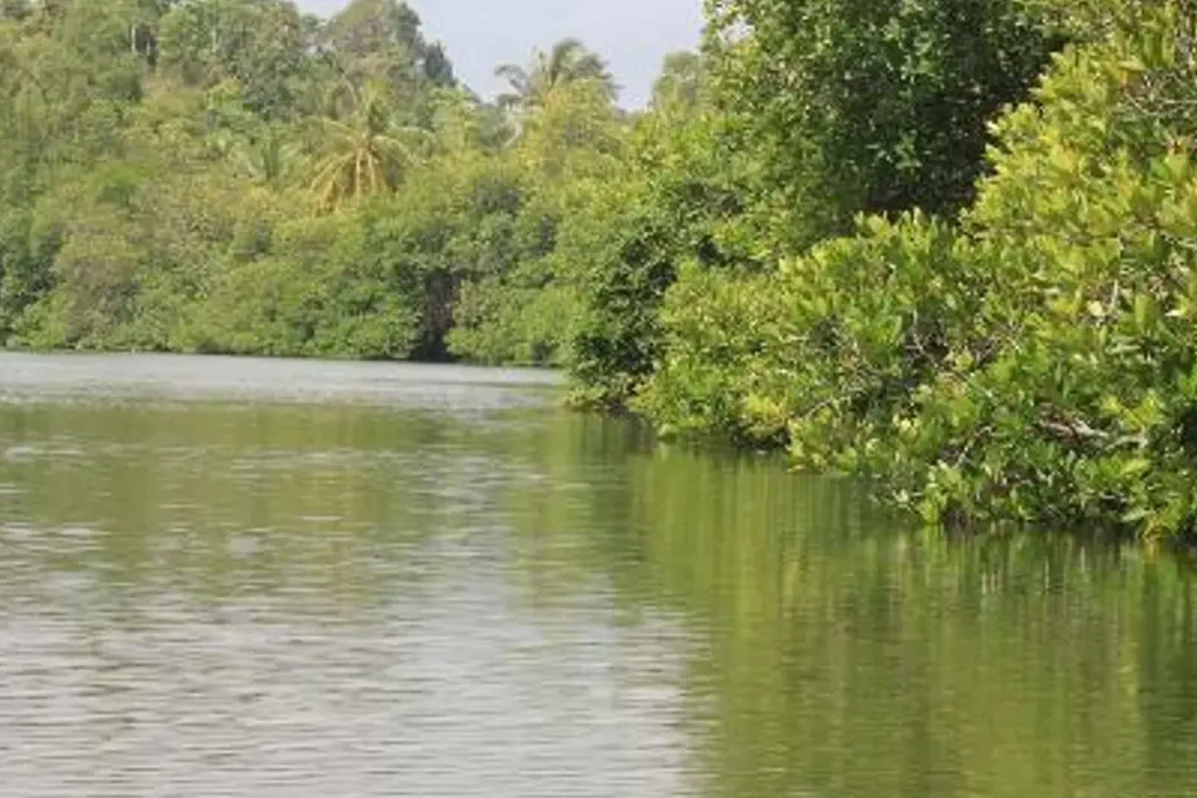Balapitiya River Safari and Nature Tour from Galle