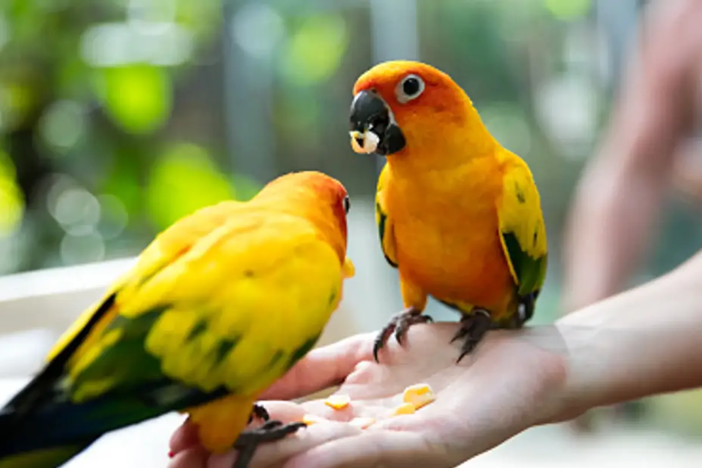 Phuket Bird Park Ticket — photo 4