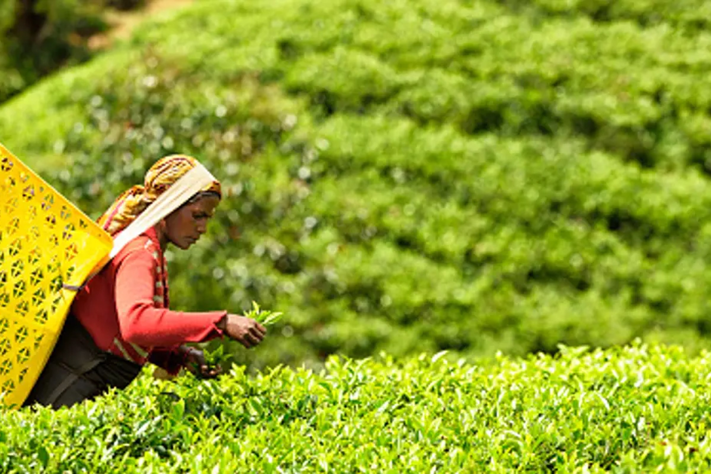 Nuwara Eliya Day Tour from Kandy