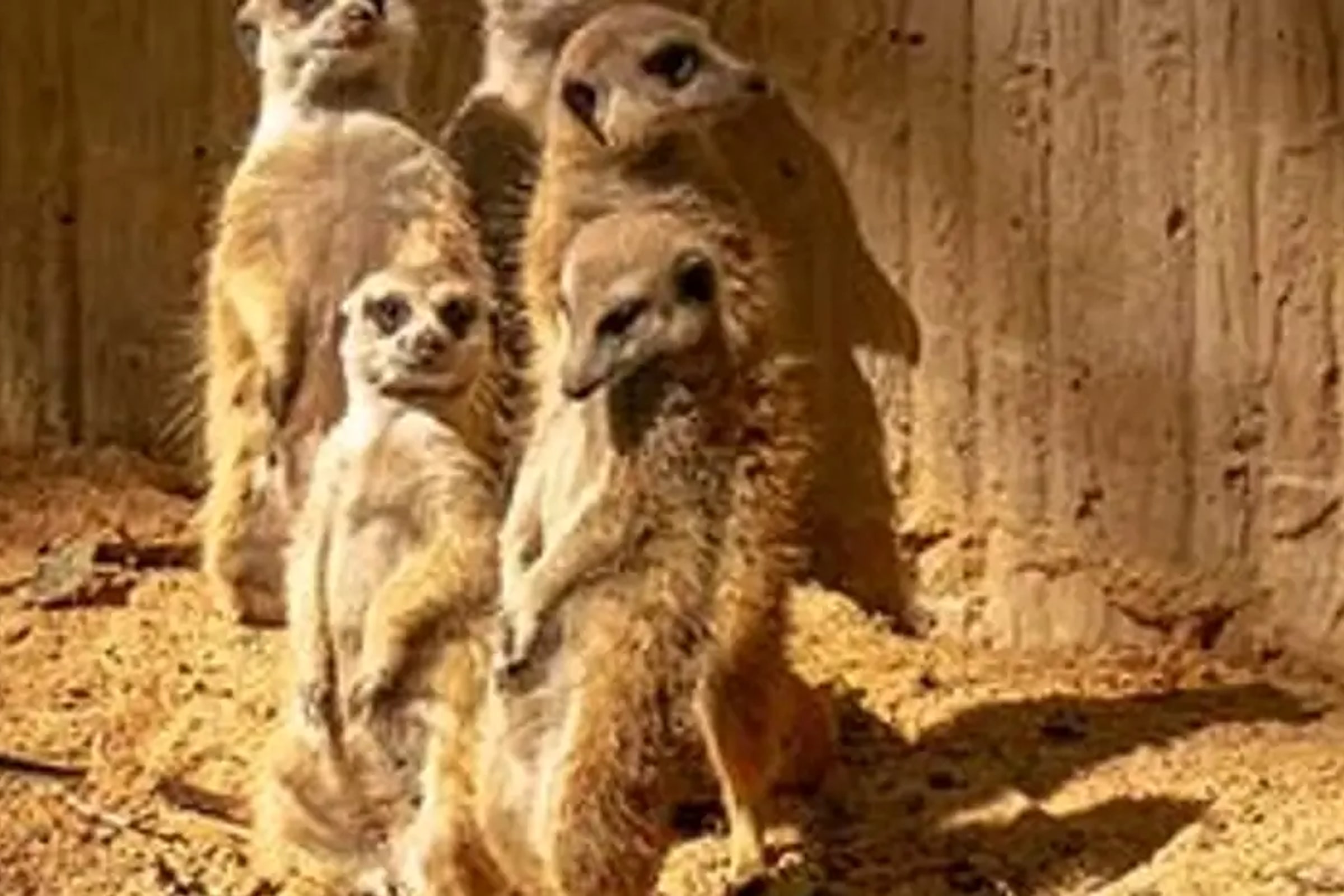 Barcelona Zoo Ticket