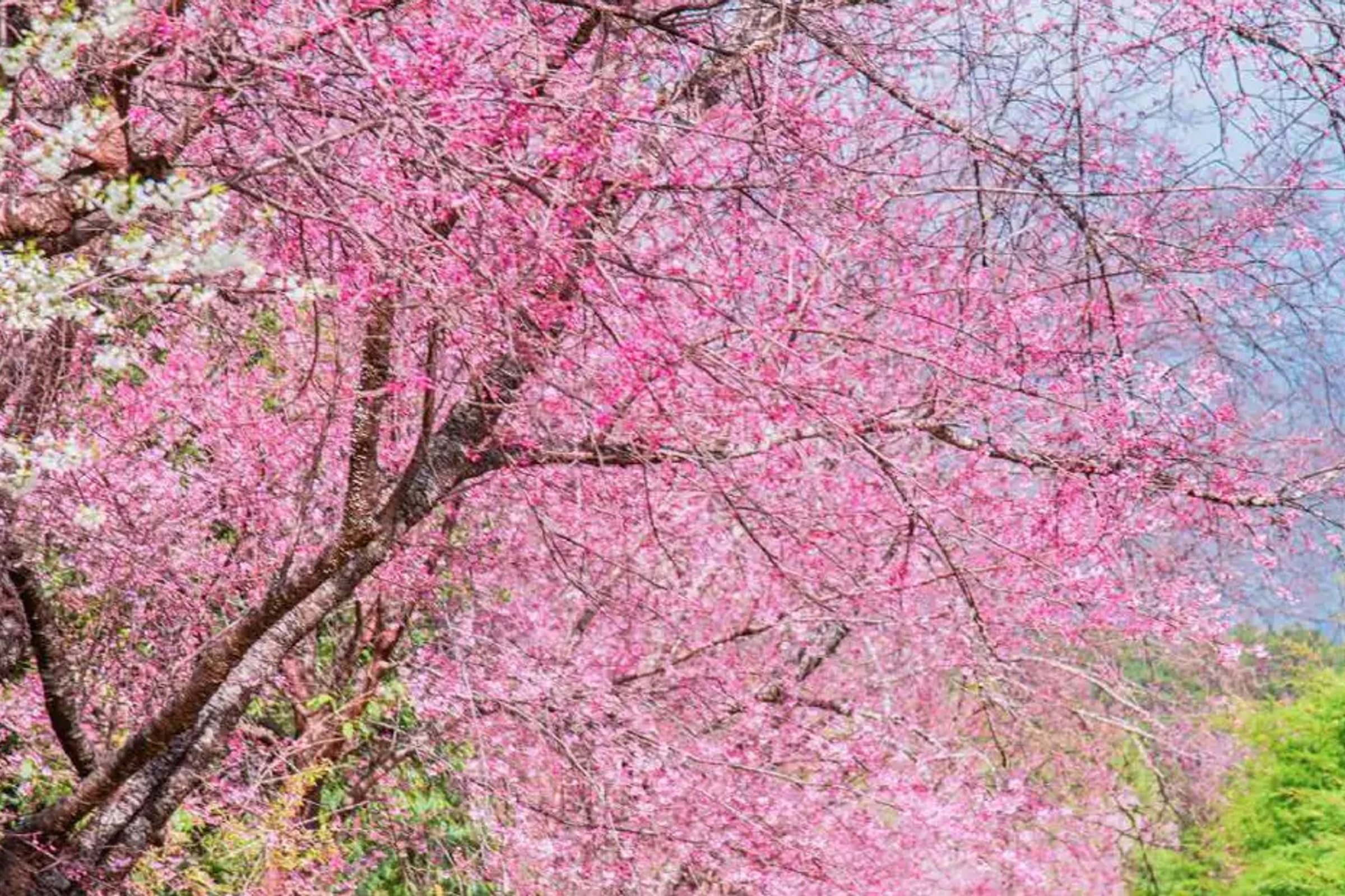 Kawazu-zakura Joren Falls & Nanohana Tour from Tokyo with All-You-Can-Eat Strawberry Picking