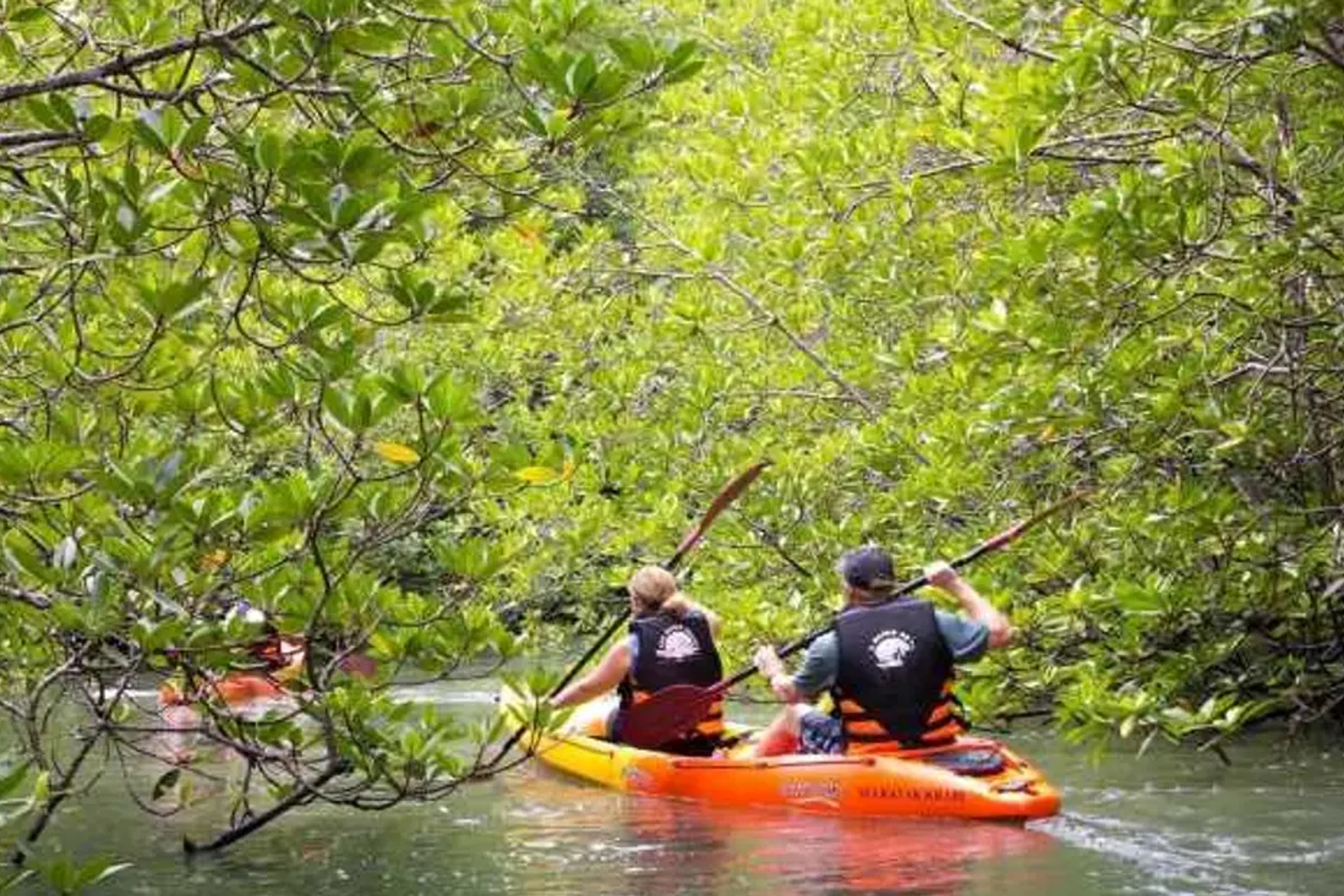Krabi Mangrove Kayak Trip