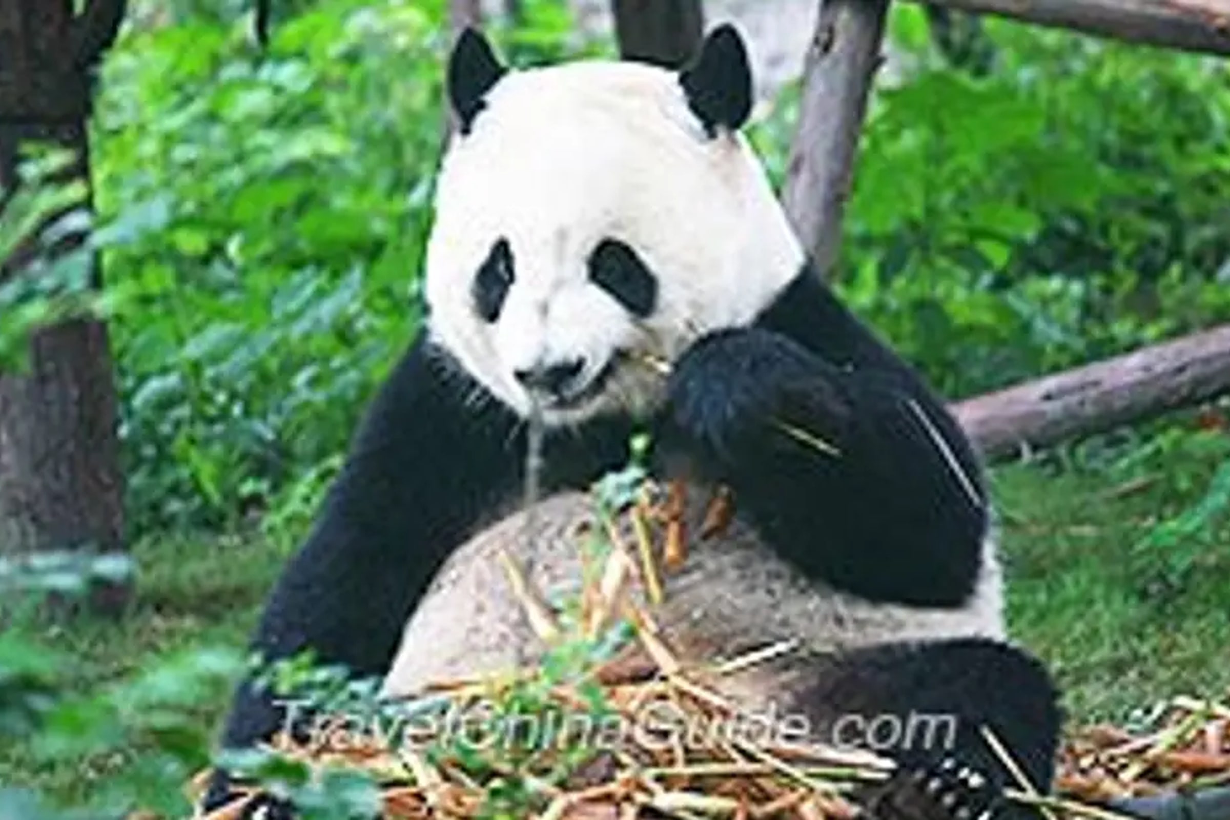 Giant Panda Base and Leshan Buddha Tour from Chengdu